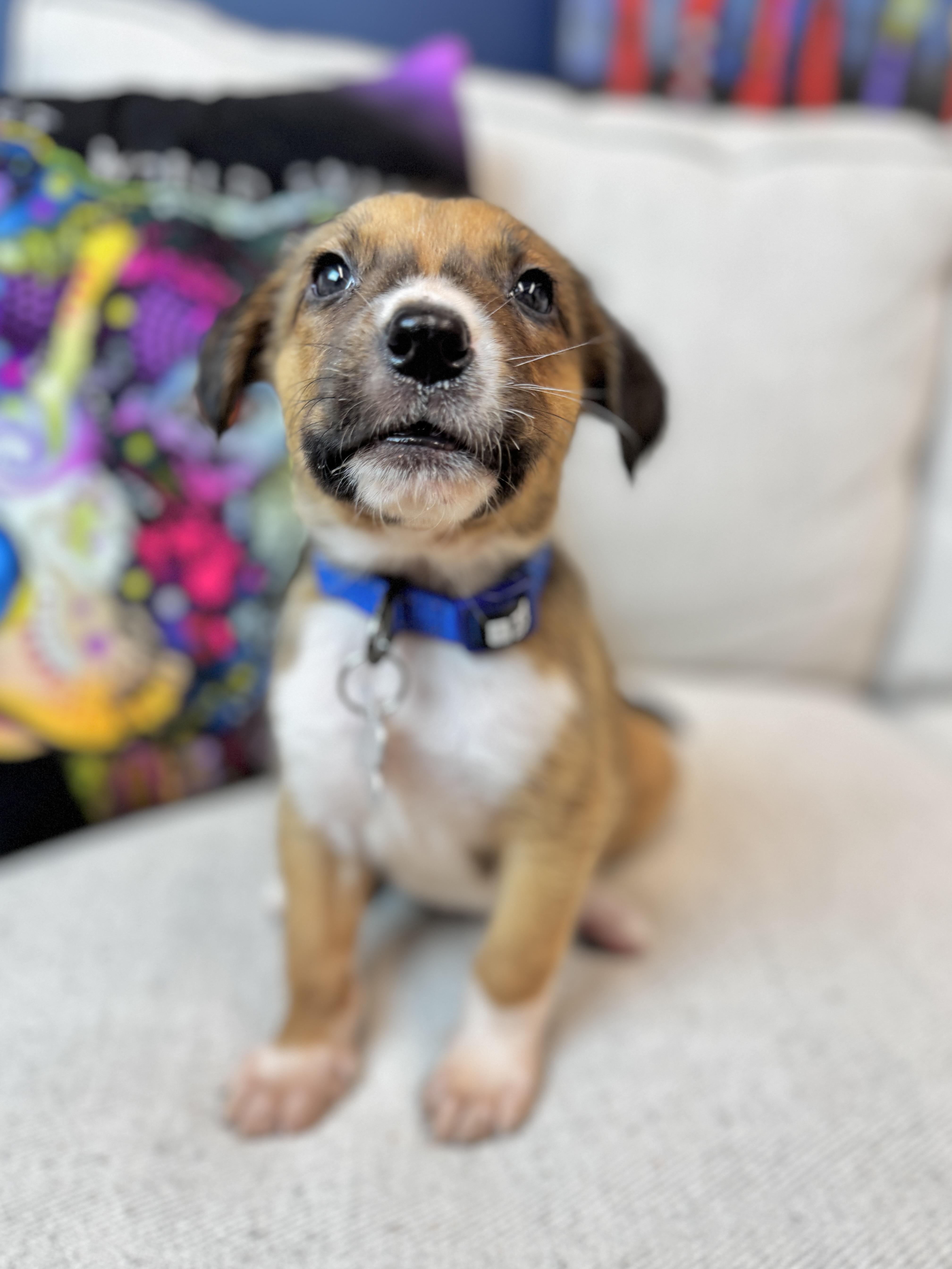 Garland, a Adoptable mixed breed in Palatine, IL image 2/6