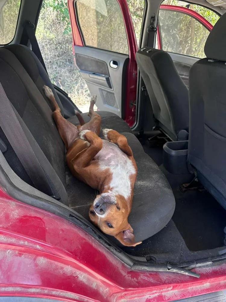 Coliseo — thumbnail 3