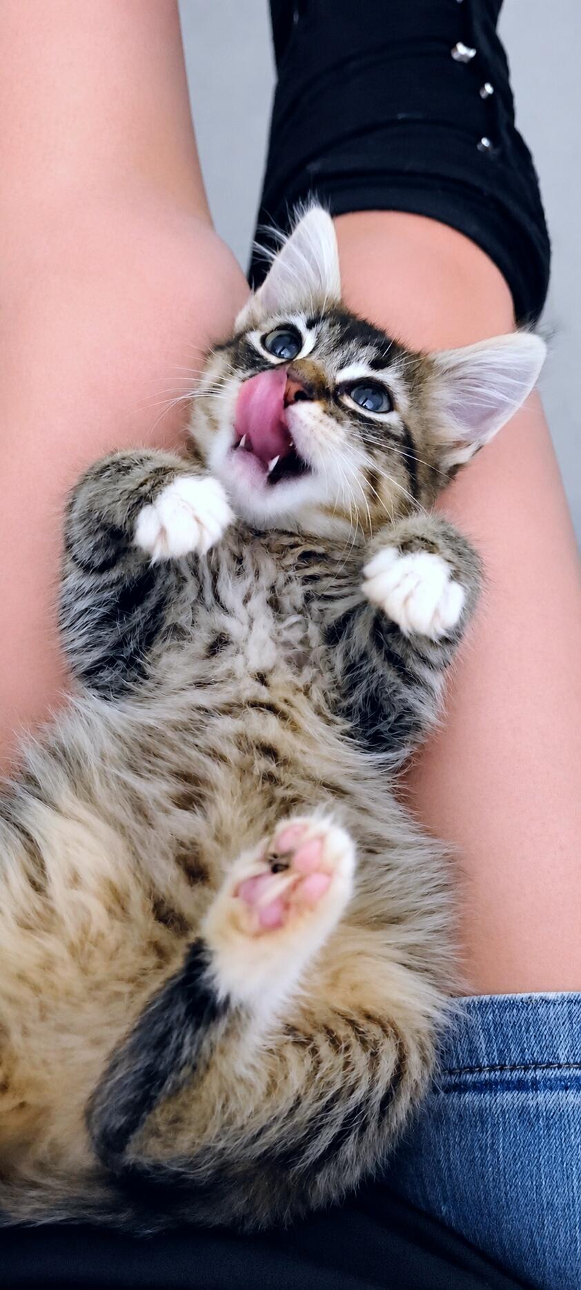 Davie, an adopted Tabby in Fresno, CA image 1/6
