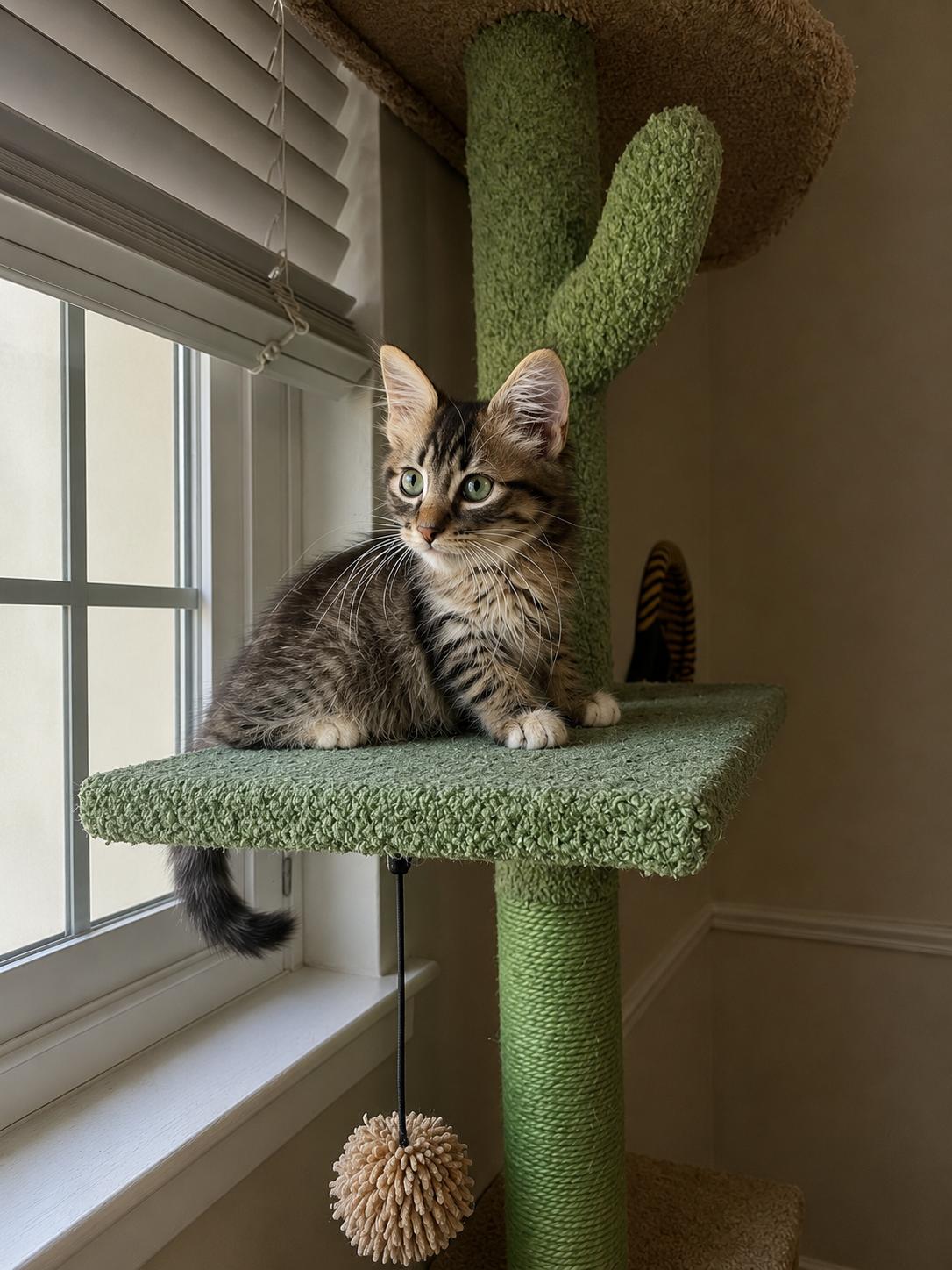 Davie, an adopted Tabby in Fresno, CA image 5/6