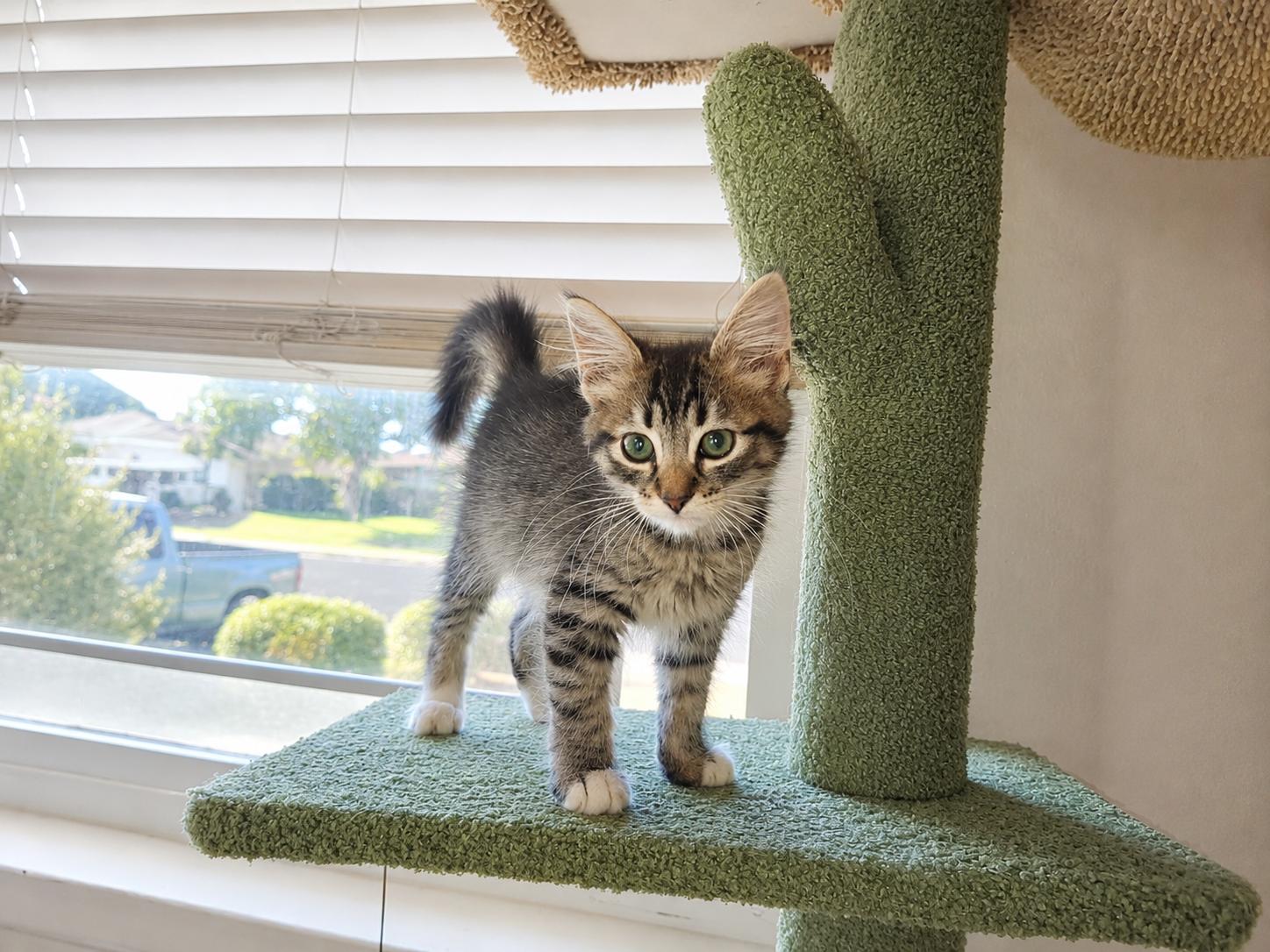 Davie, an adopted Tabby in Fresno, CA image 2/6