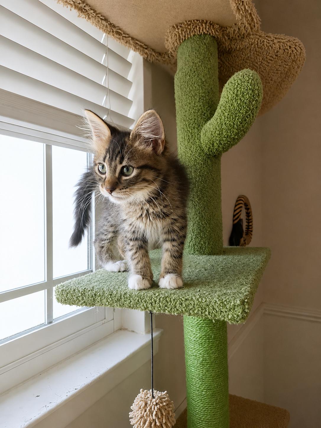 Davie, an adopted Tabby in Fresno, CA image 4/6