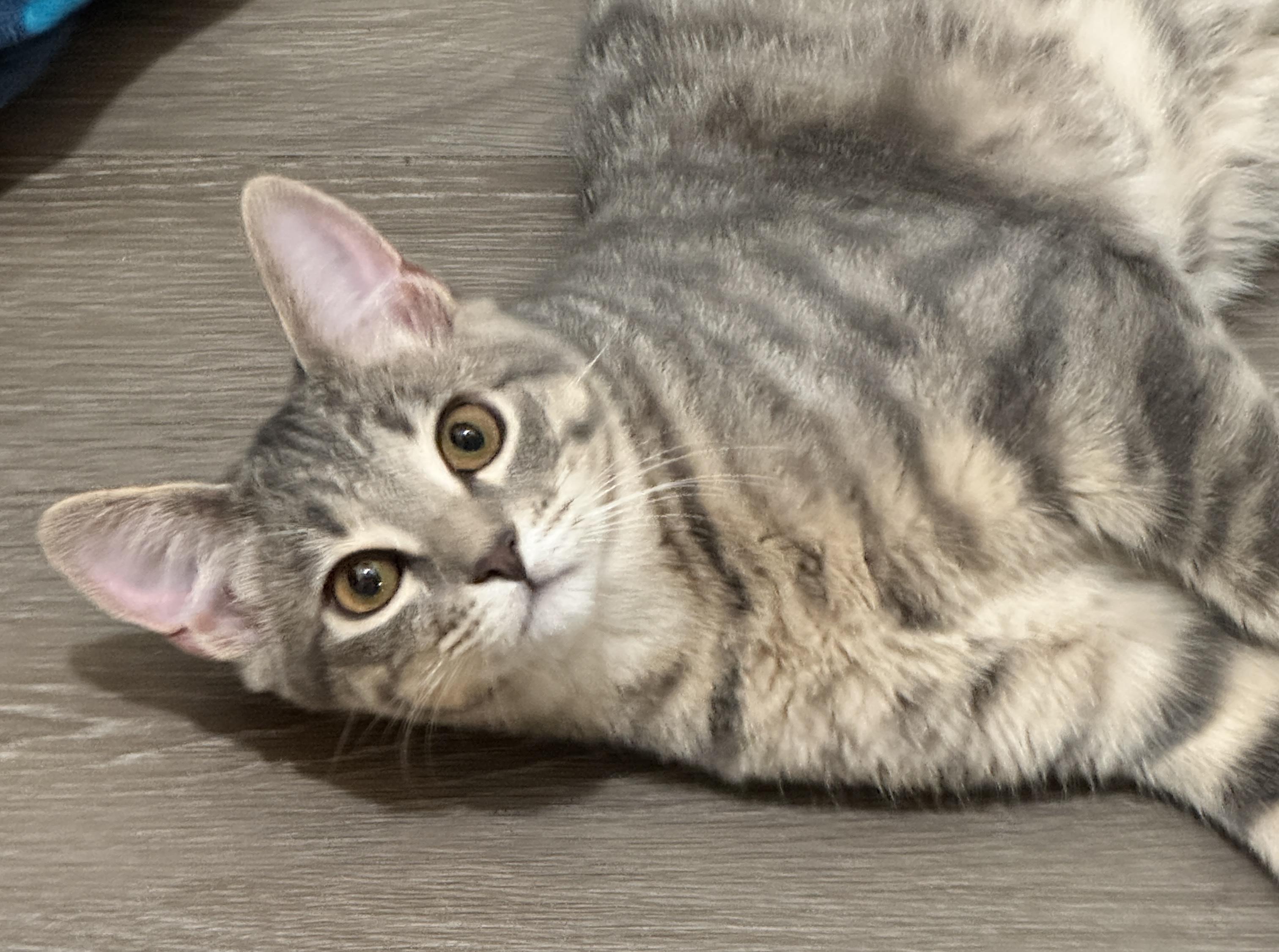 Enlarge London and Shadow, a ADOPTABLE American Shorthair in Laguna Beach, CA image 2/3