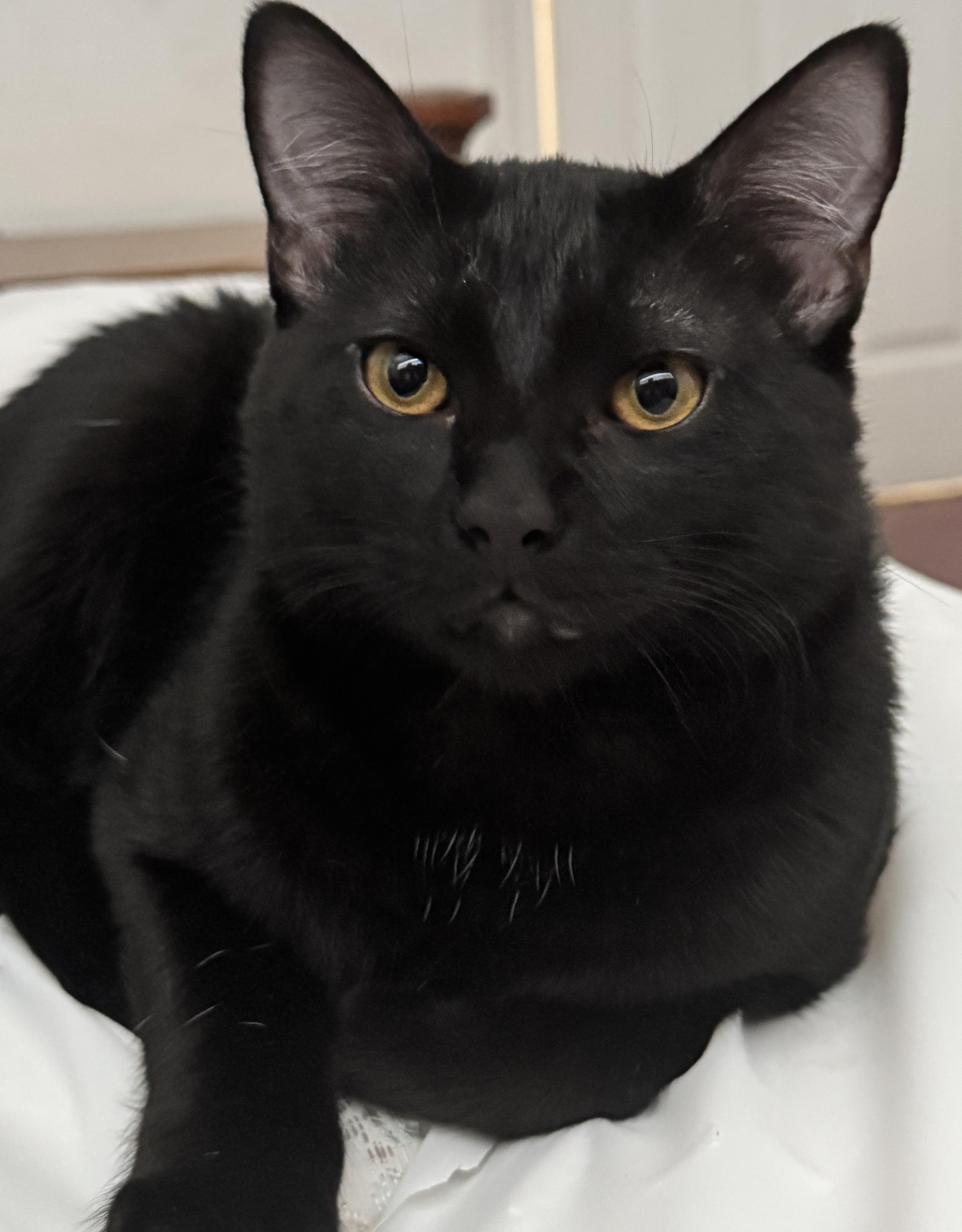 Enlarge London and Shadow, a ADOPTABLE American Shorthair in Laguna Beach, CA image 3/3