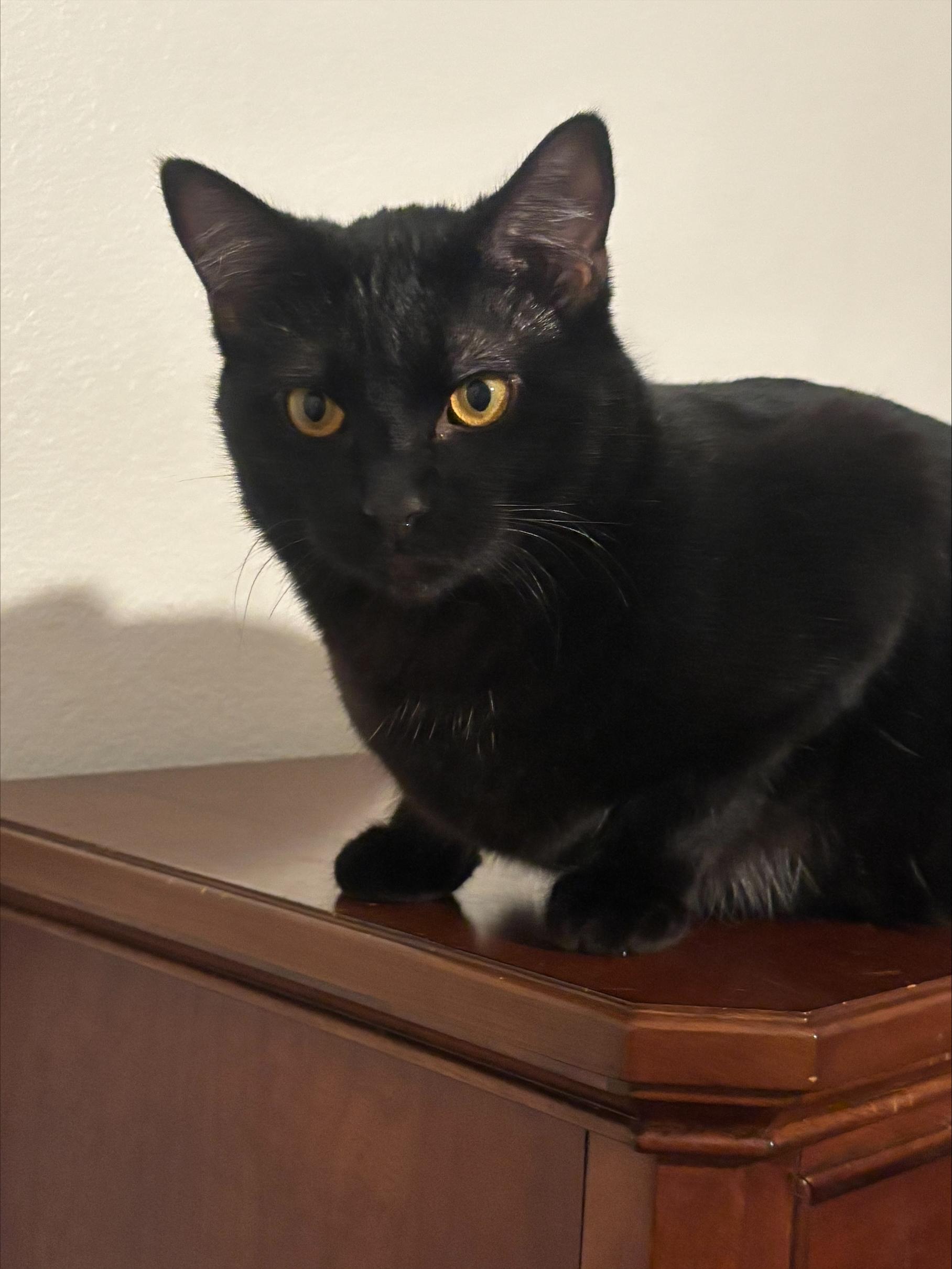 London and Shadow, a ADOPTABLE American Shorthair in Laguna Beach, CA image 5/5