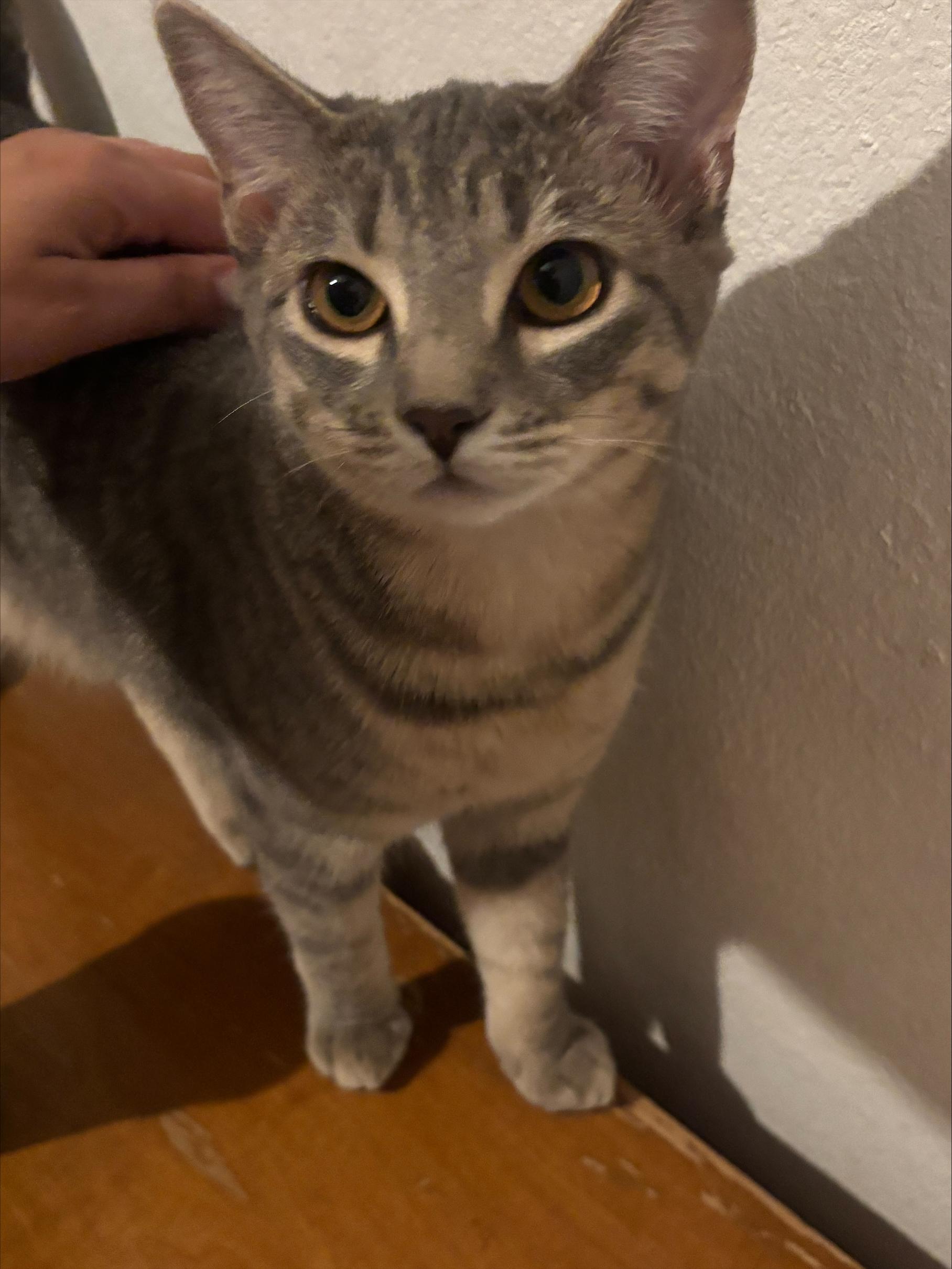London and Shadow, a ADOPTABLE American Shorthair in Laguna Beach, CA image 4/5