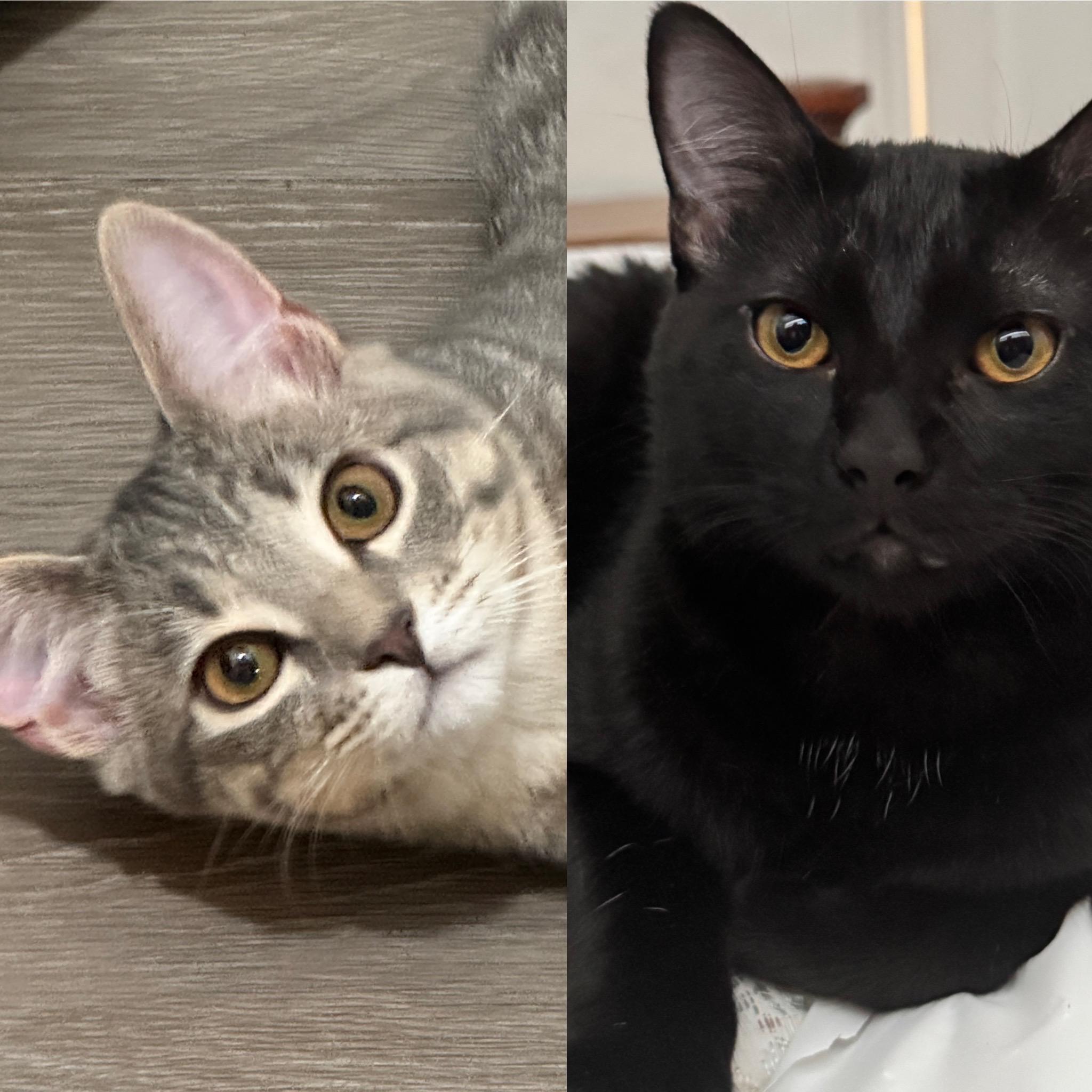 Enlarge London and Shadow, a ADOPTABLE American Shorthair in Laguna Beach, CA image 1/3