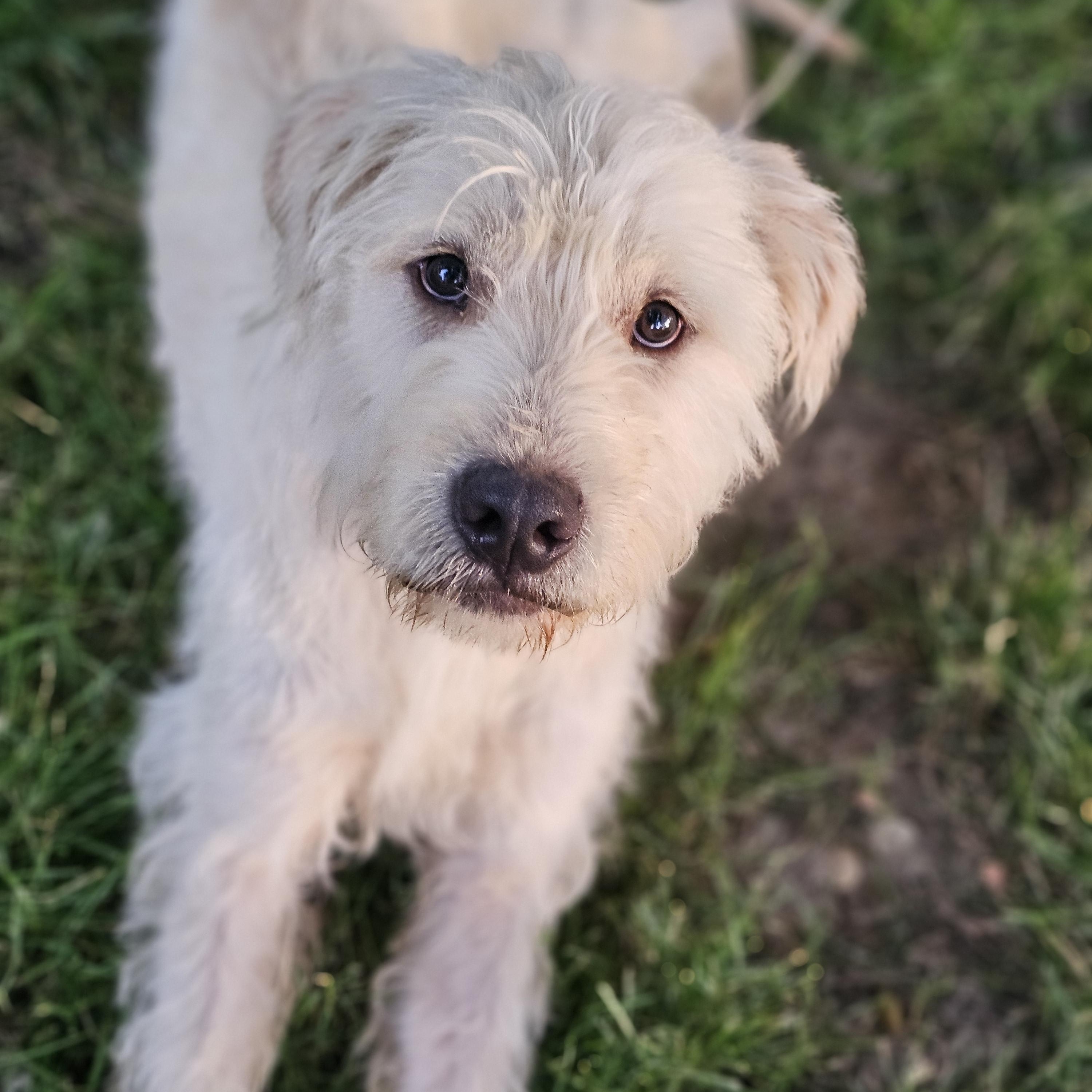 Enlarge Scrappy, an adoptable mixed breed in O Fallon, IL image 5/6