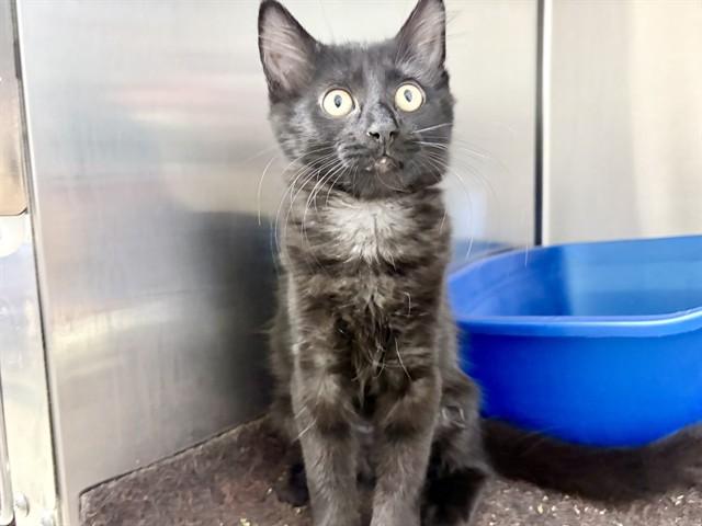 MARCIE, Adoptable, Kitten Female Domestic Short Hair.