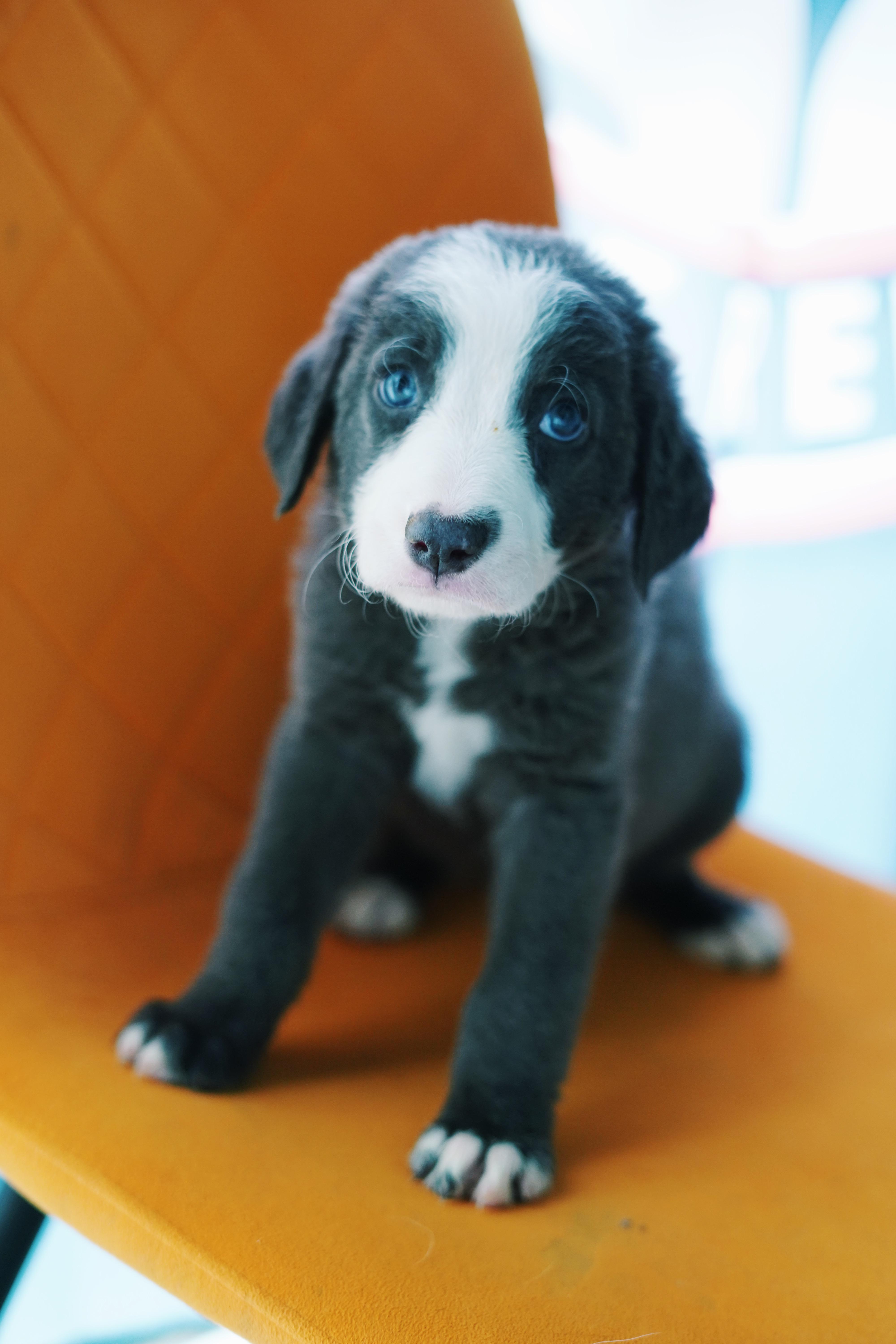 Tom, Adoptable, Puppy Male Golden Retriever & Great Pyrenees.