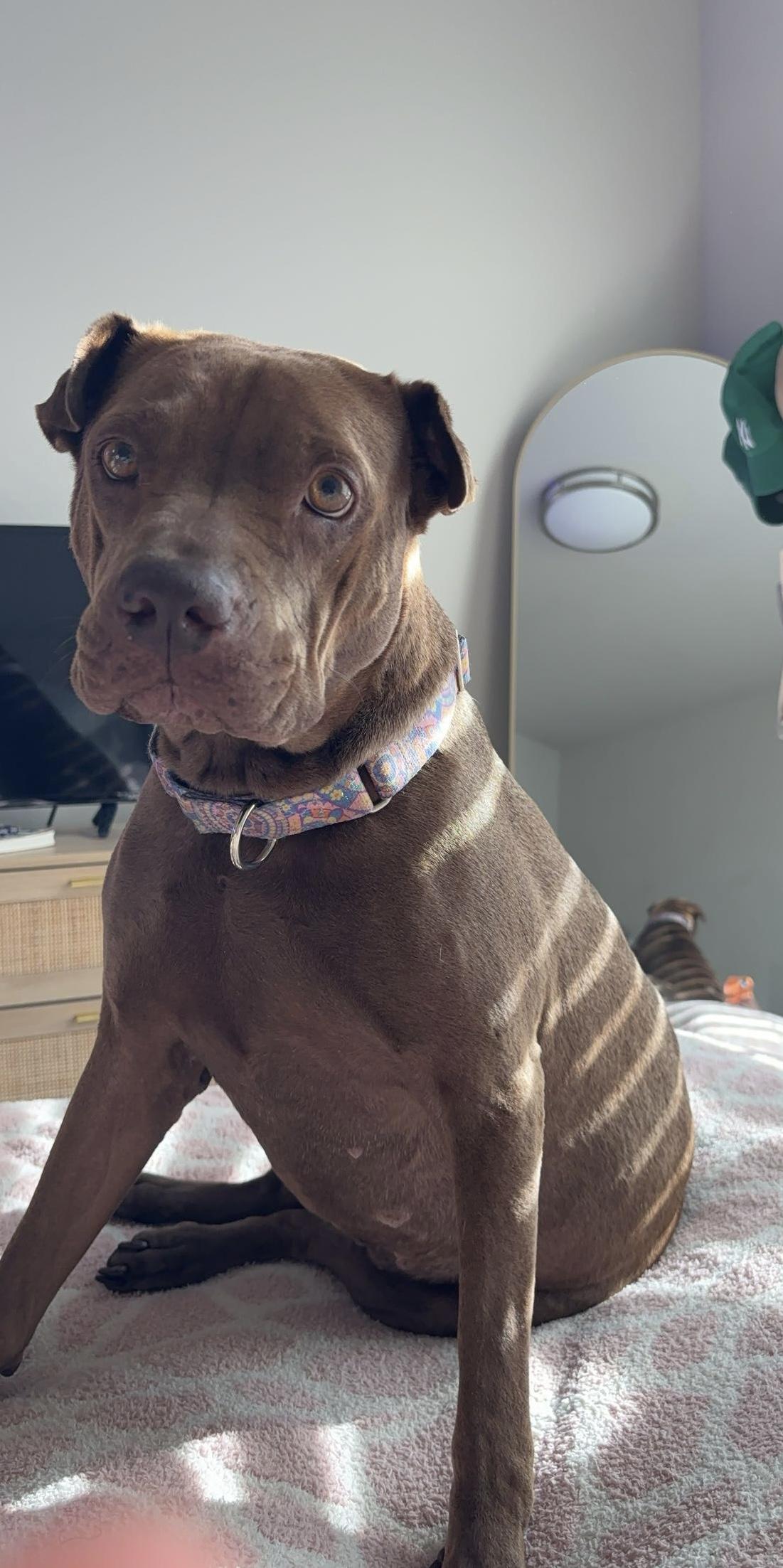 Enlarge Hazel, a Adoptable mixed breed in Crystal Lake, IL image 1/3