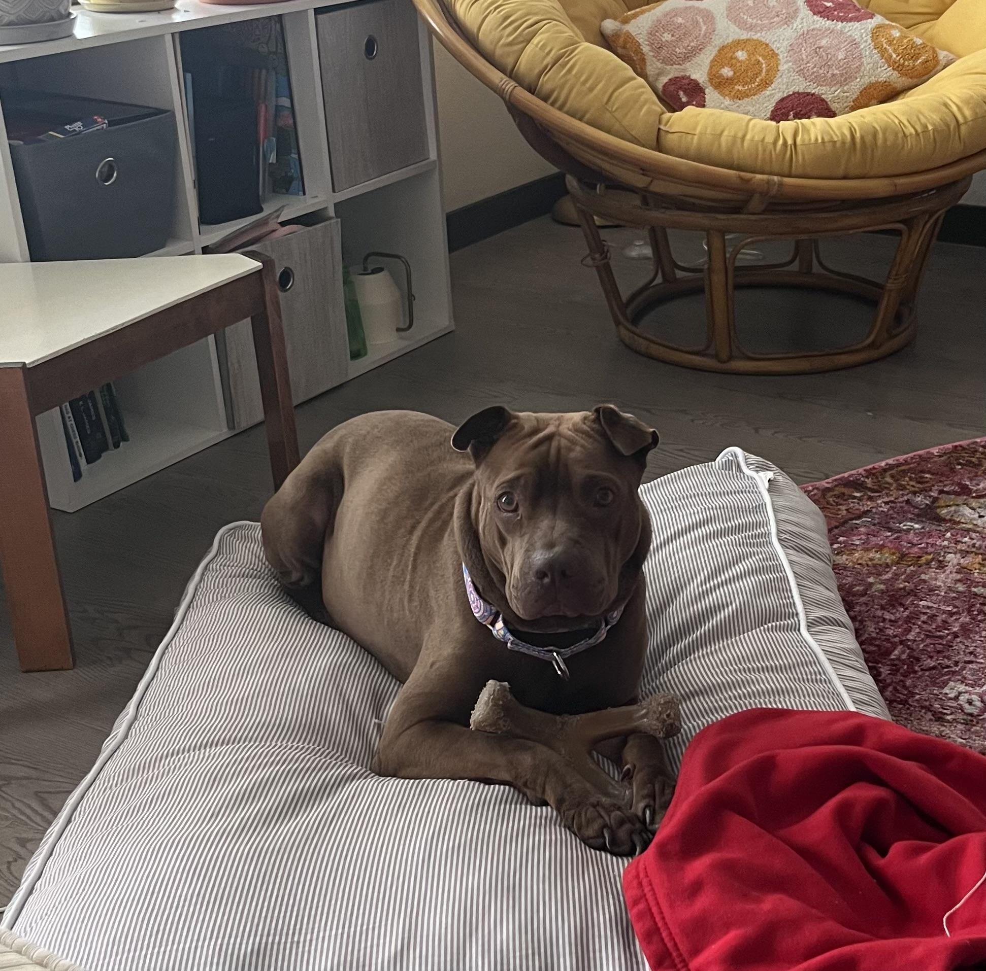 Enlarge Hazel, a Adoptable mixed breed in Crystal Lake, IL image 2/3