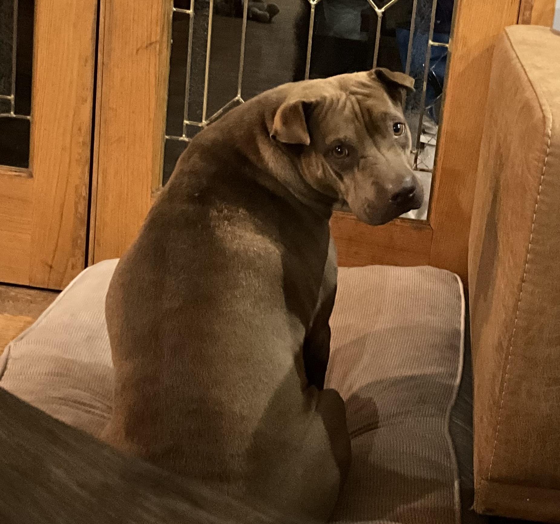 Enlarge Hazel, a Adoptable mixed breed in Crystal Lake, IL image 3/3