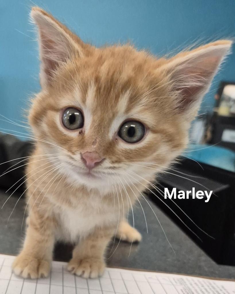 Enlarge Marley, a Adopted mixed breed in Kendallville, IN image 1/1