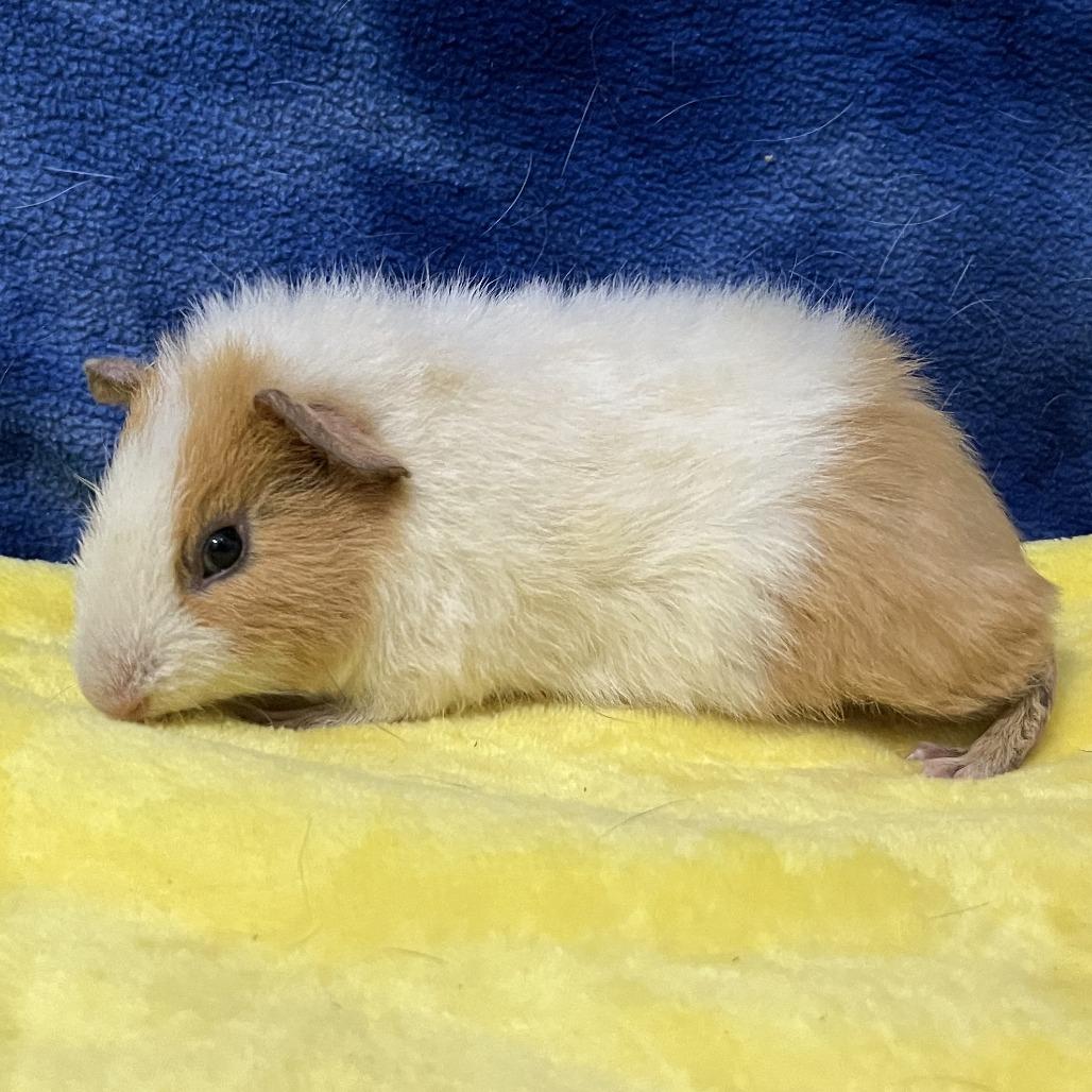 Rocket (bonded with Mars), Adoptable, Young Male Rat.