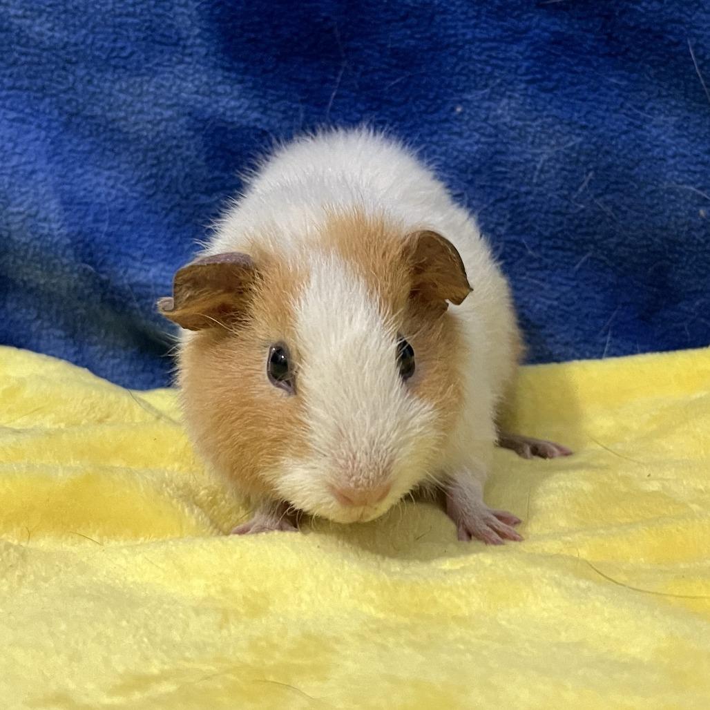 Enlarge Rocket (bonded with Mars), a Adoptable Rat in Decatur, GA image 2/3