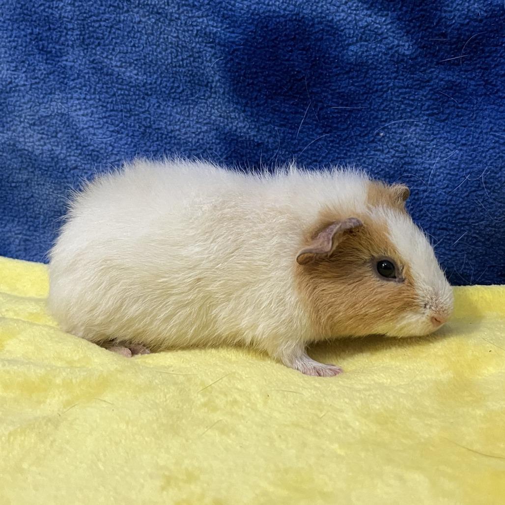 Enlarge Rocket (bonded with Mars), a Adoptable Rat in Decatur, GA image 3/3
