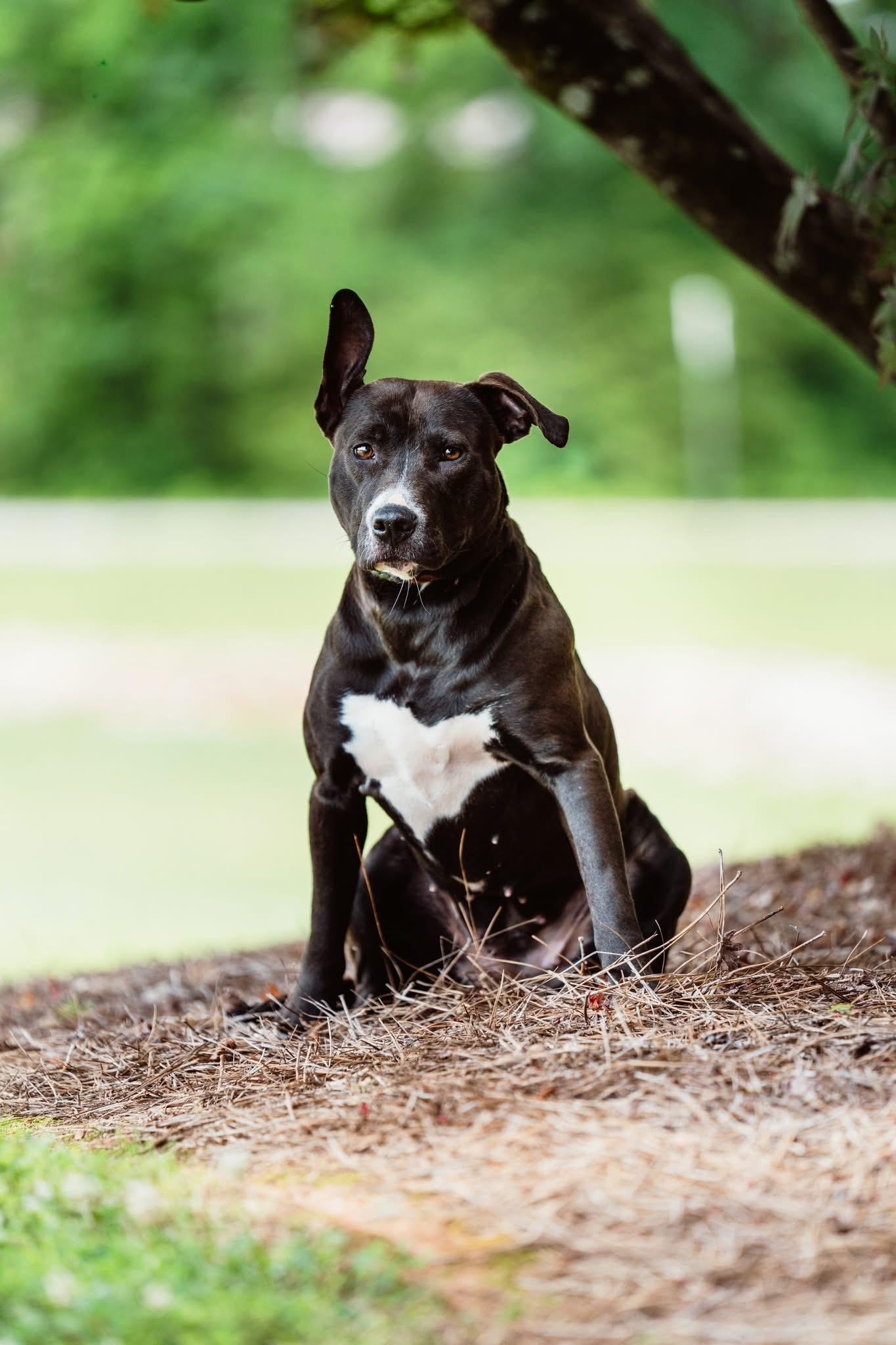 Mavis, Adoptable, Adult Female Pit Bull Terrier.