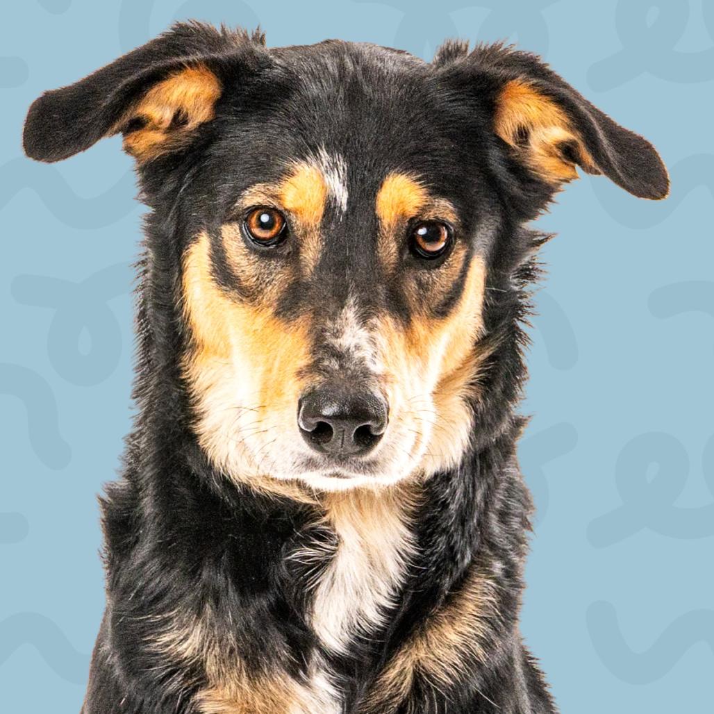Enlarge Dolly, a Adoptable Shepherd in Reno, NV image 1/5