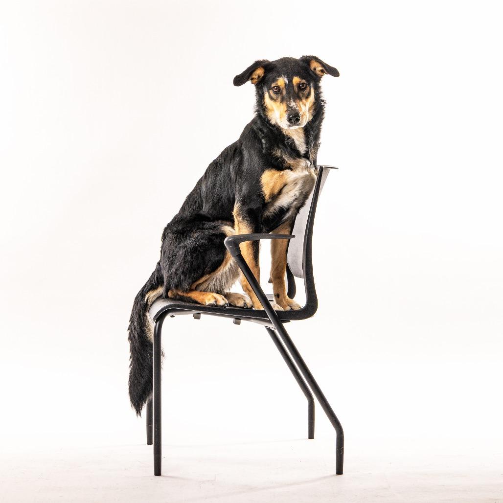 Enlarge Dolly, a Adoptable Shepherd in Reno, NV image 2/5