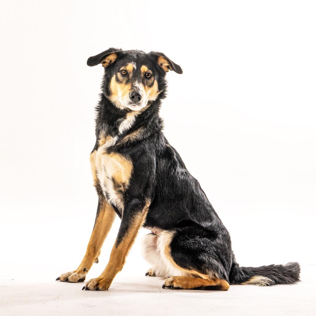 Enlarge Dolly, a Adoptable Shepherd in Reno, NV image 4/5