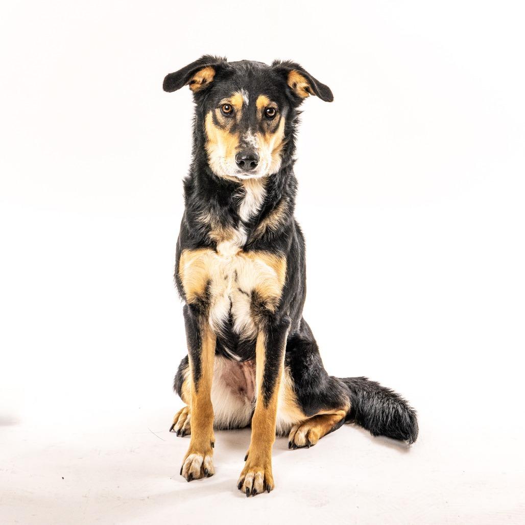 Enlarge Dolly, a Adoptable Shepherd in Reno, NV image 5/5