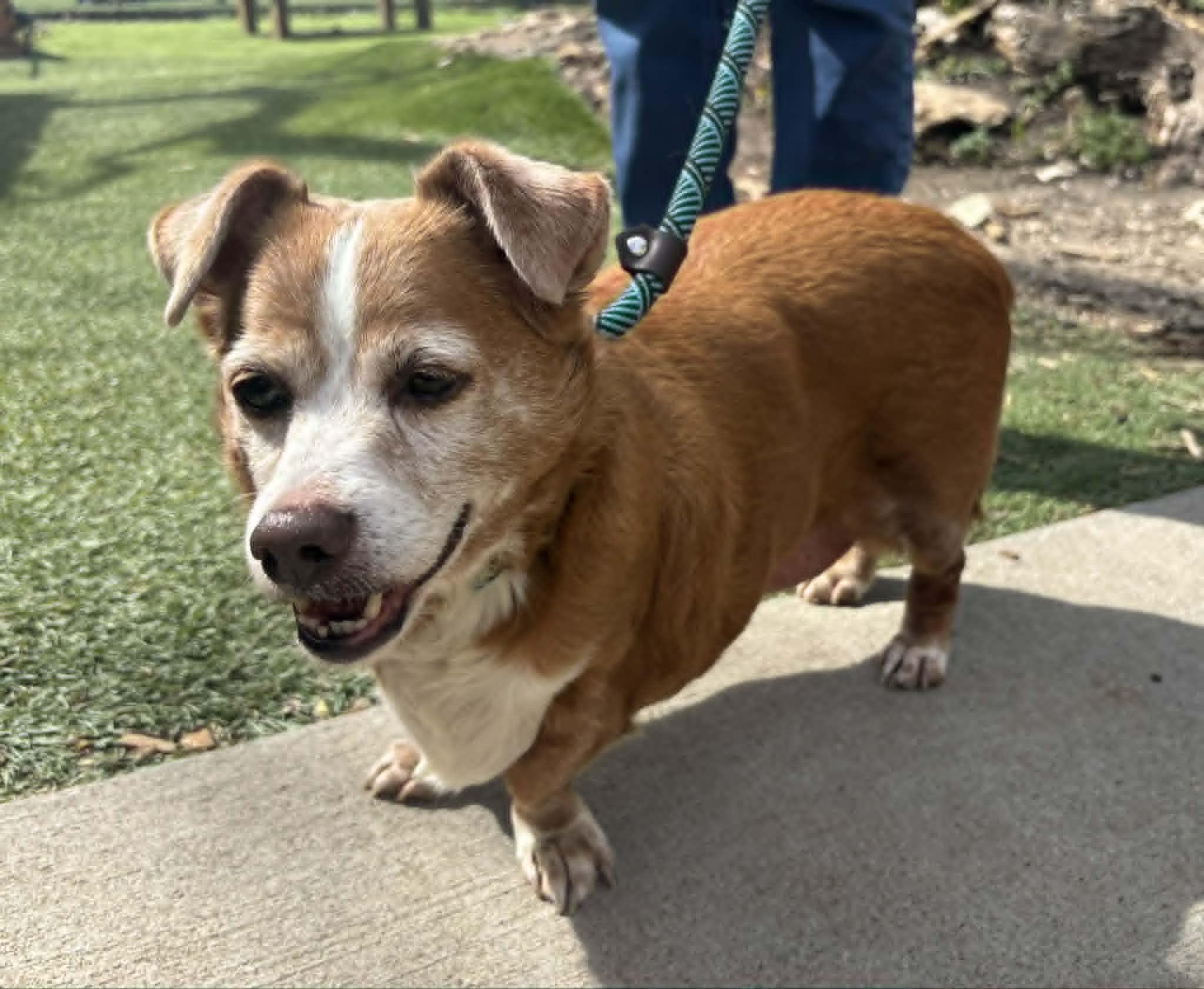 Enlarge Sara Jean, a ADOPTABLE mixed breed in Independence, MO image 4/5