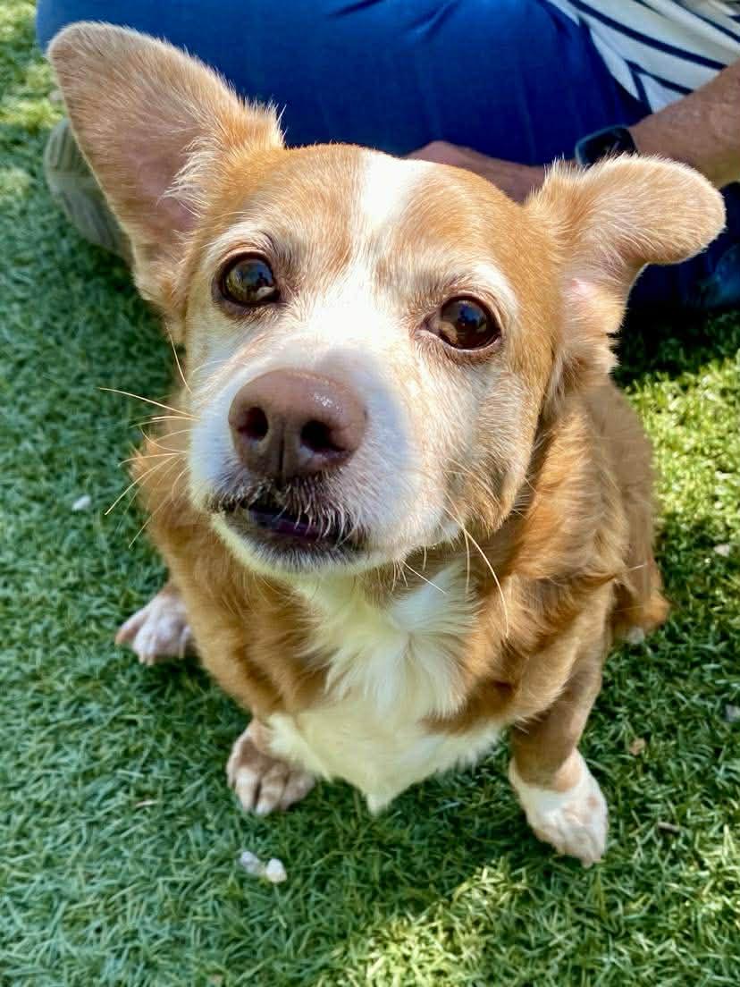 Sara Jean, ADOPTABLE, Senior Female Corgi & Dachshund (Miniature Long Haired).
