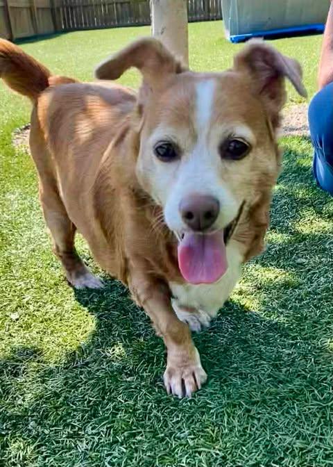 Enlarge Sara Jean, a ADOPTABLE mixed breed in Independence, MO image 3/5