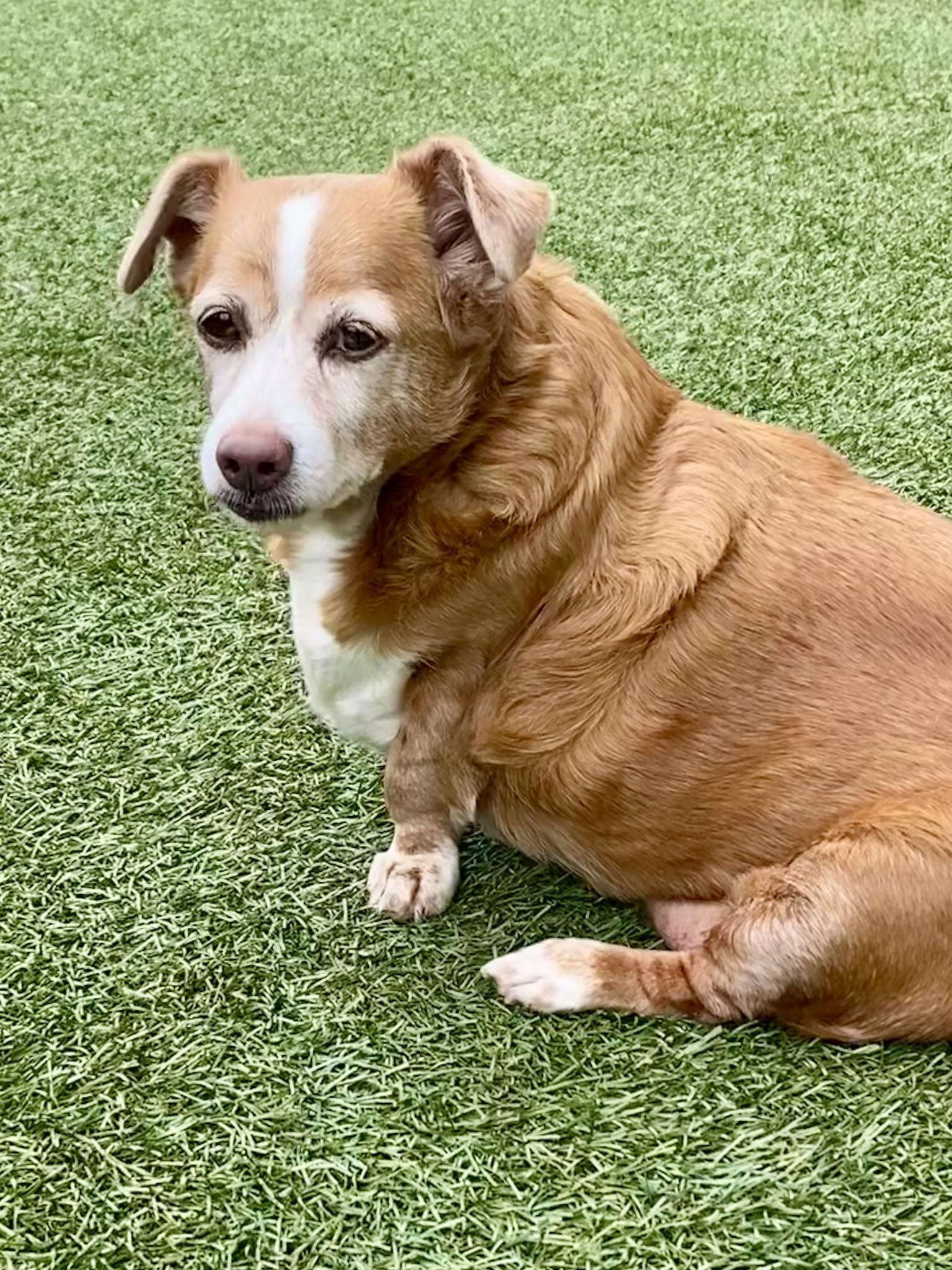 Enlarge Sara Jean, a ADOPTABLE mixed breed in Independence, MO image 5/5