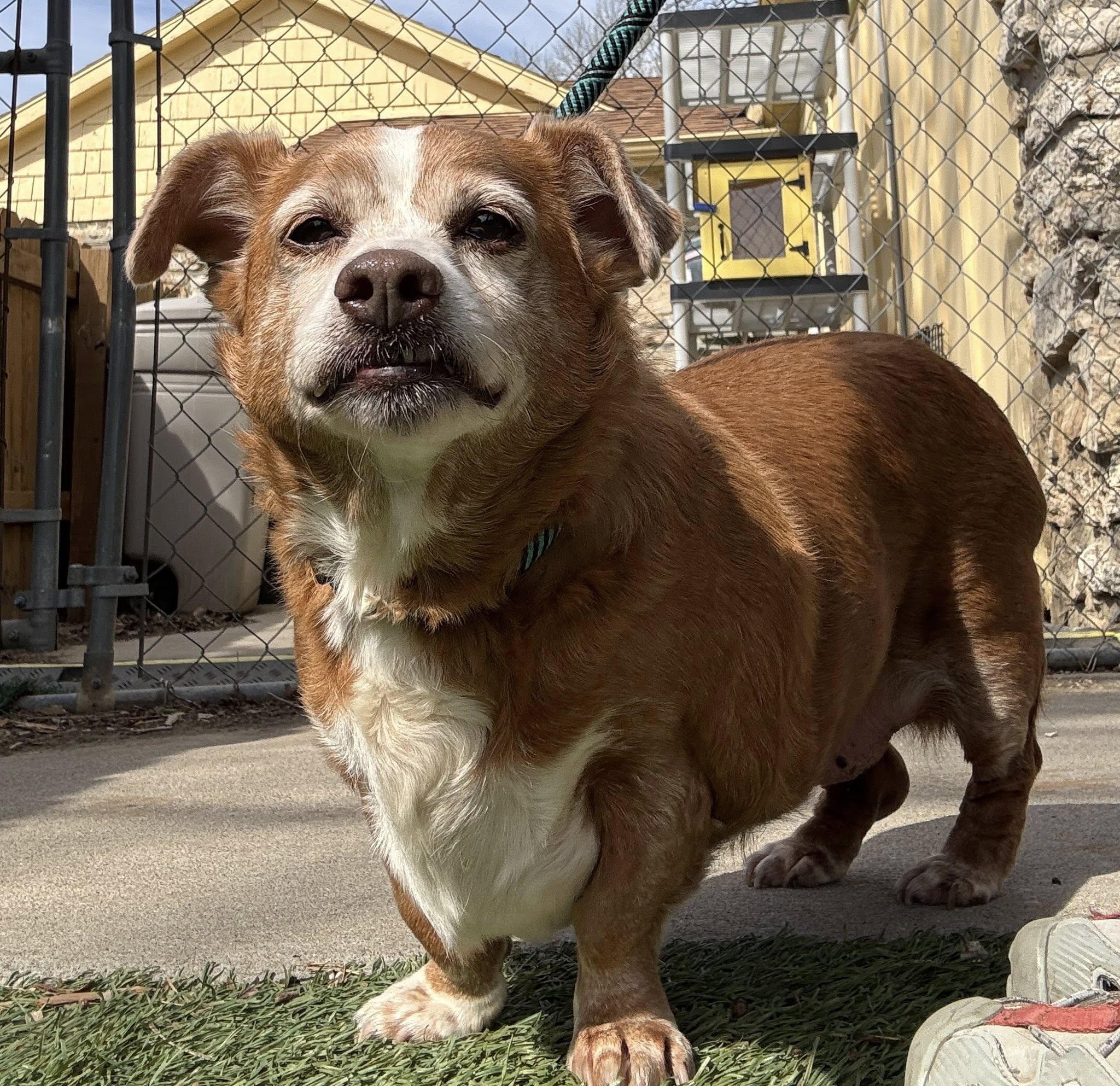 Enlarge Sara Jean, a ADOPTABLE mixed breed in Independence, MO image 2/5