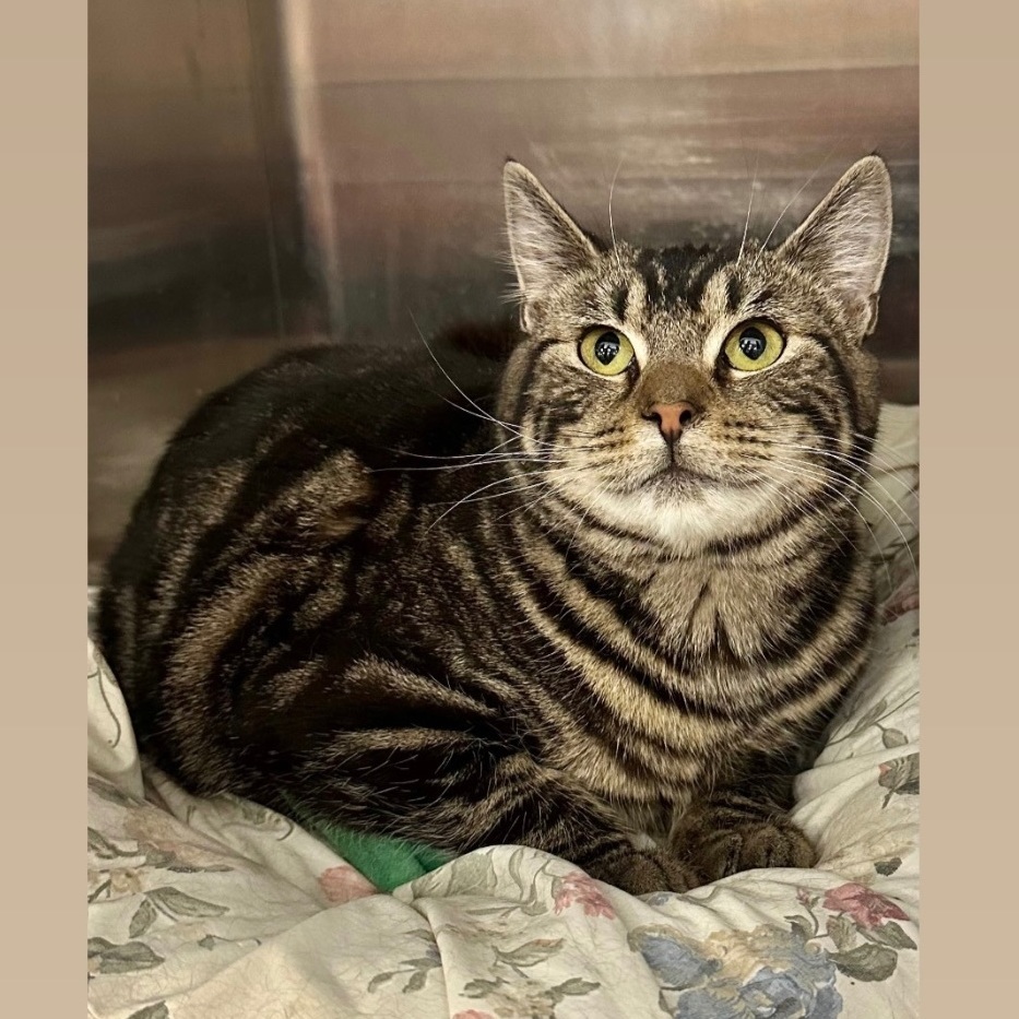 Miss Silas, Baby Female Domestic Short Hair