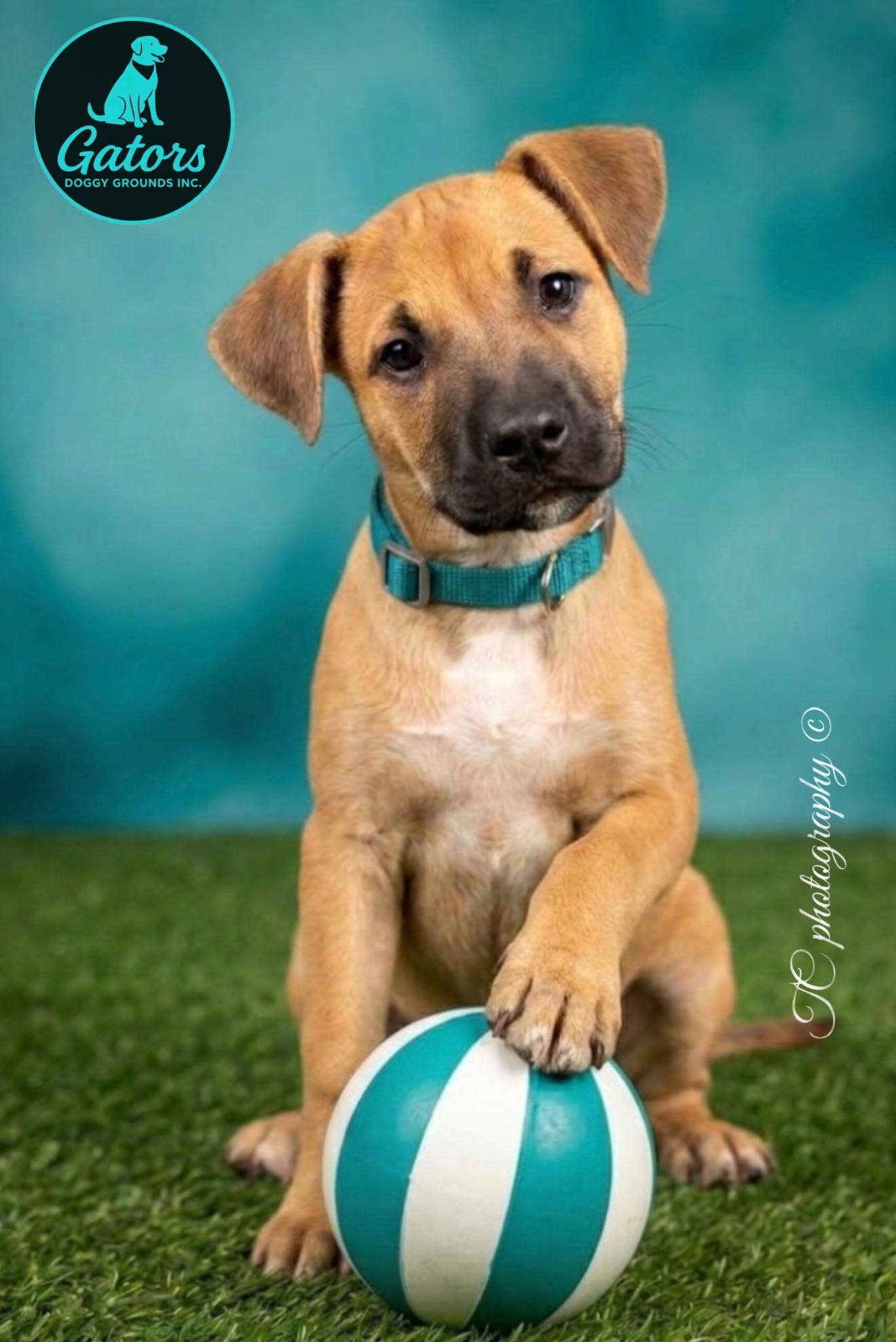Enlarge Patches, a Adoptable mixed breed in Hortense, GA image 1/3