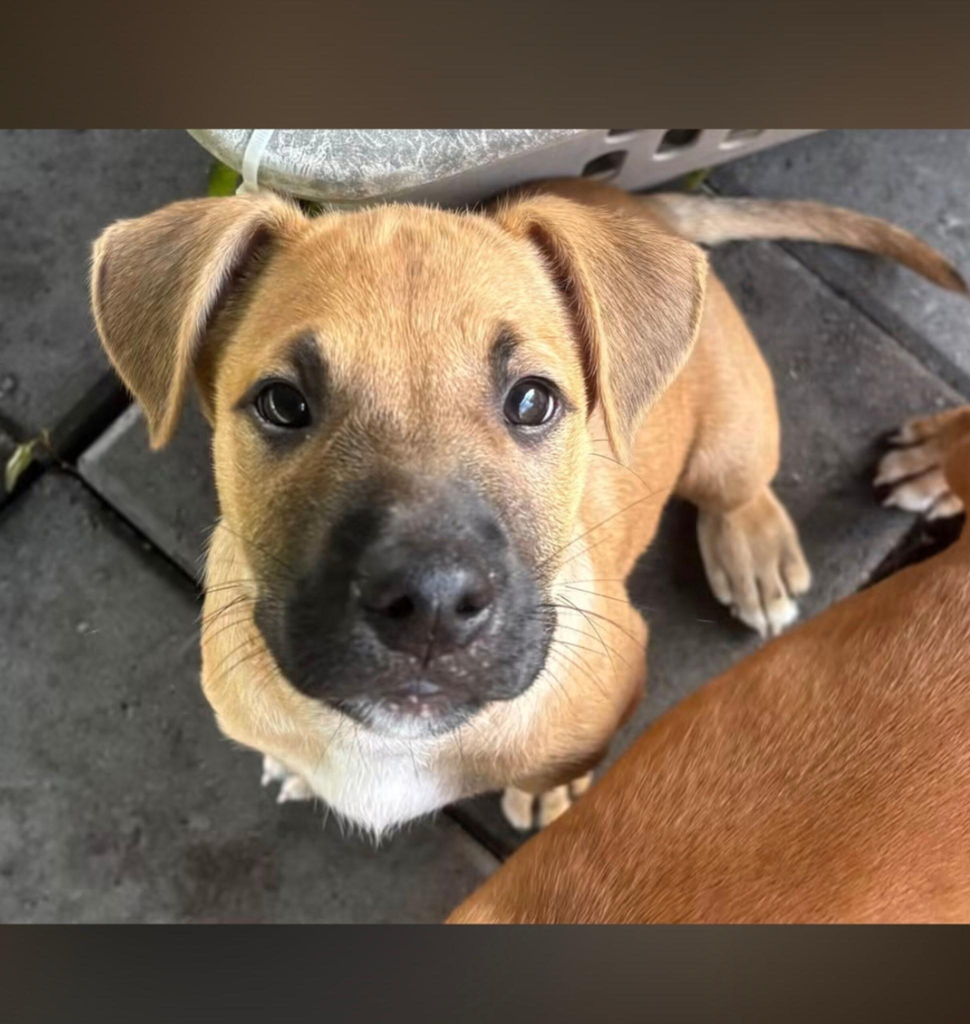 Enlarge Patches, a Adoptable mixed breed in Hortense, GA image 2/3