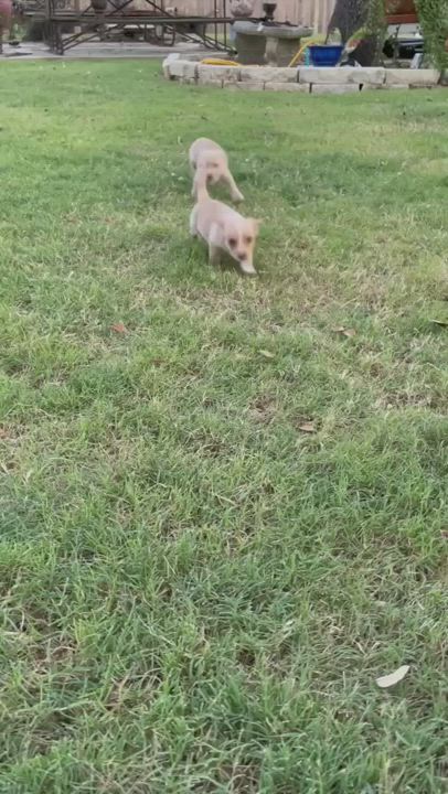 Enlarge Poppy CT, a Adopted mixed breed in North Branford, CT video 5/9