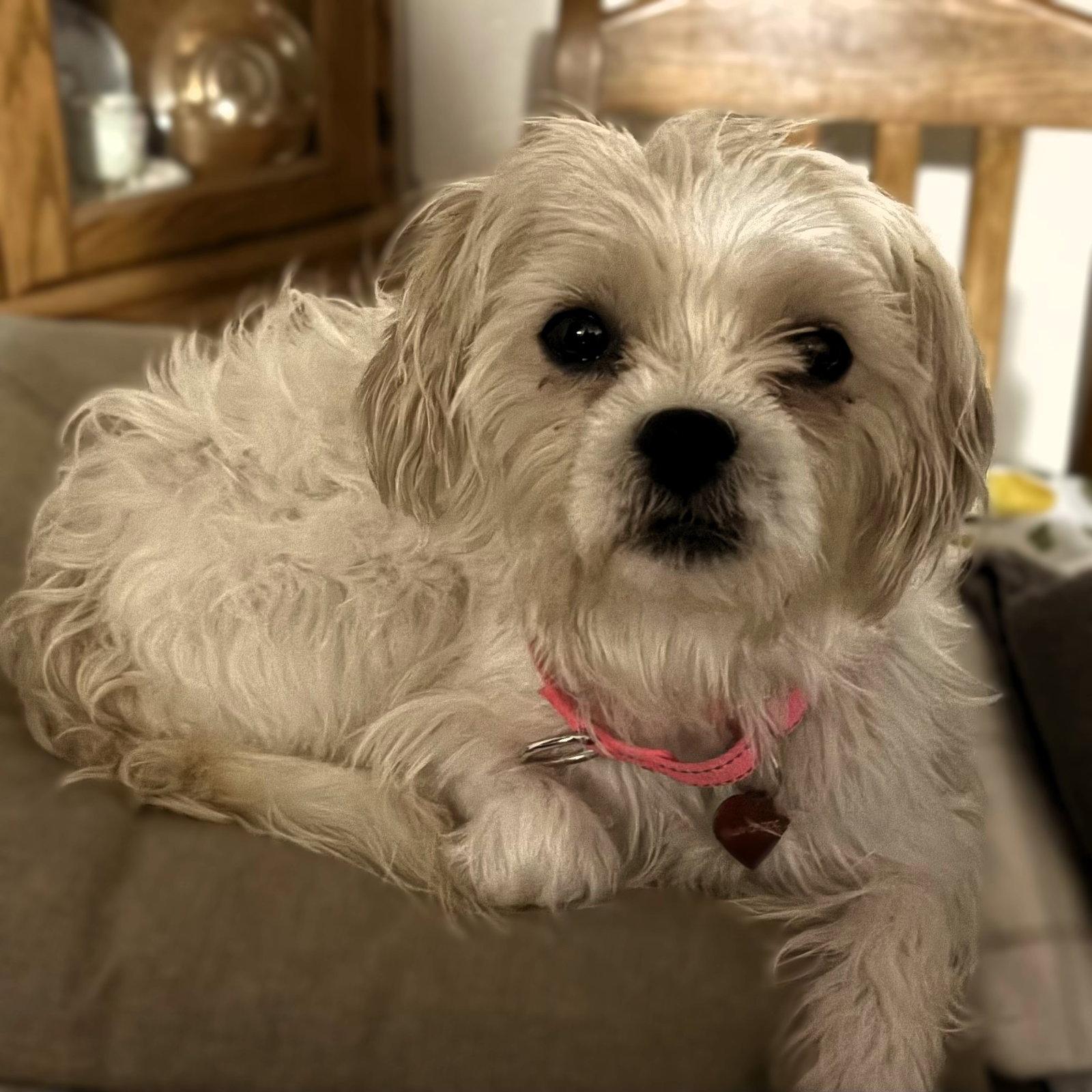 Enlarge Amaya, a Adoptable Terrier in Fargo, ND image 2/3