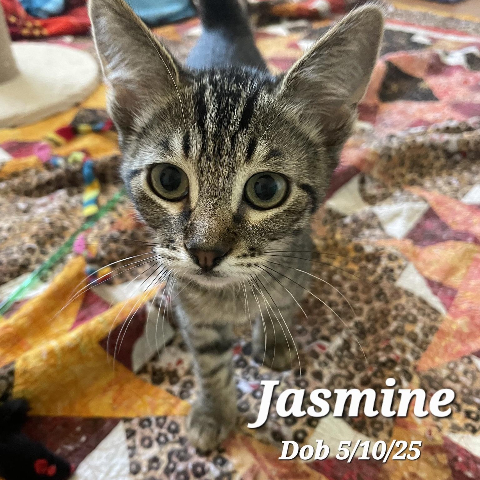Jasmine