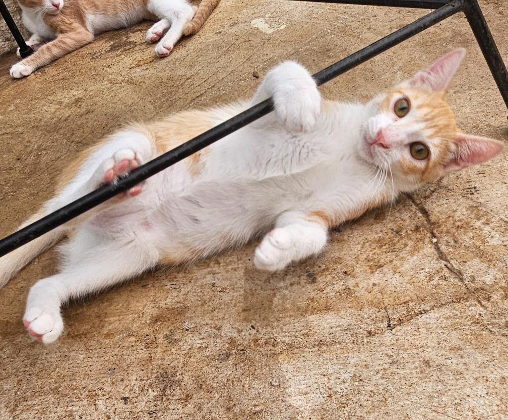 Phoenix — thumbnail 4