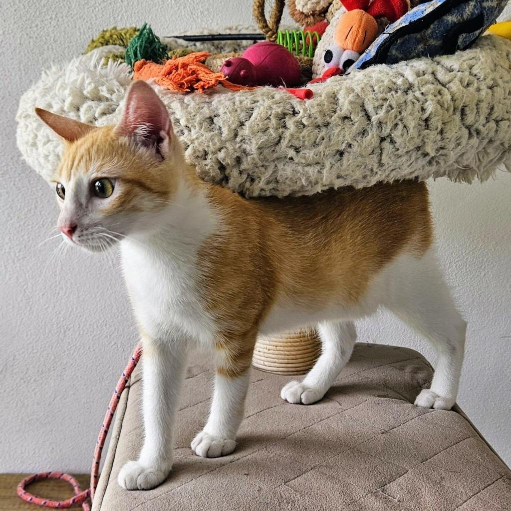 Phoenix — thumbnail 5