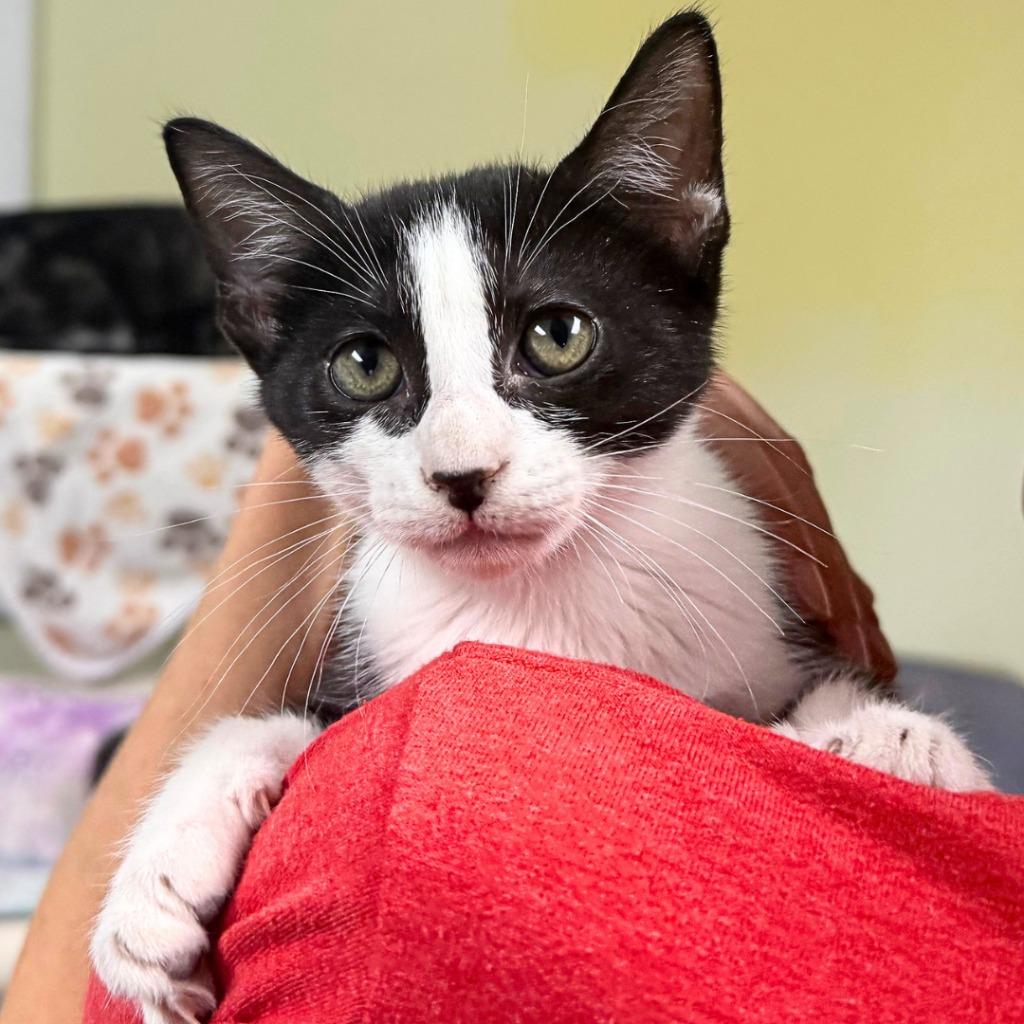 Bee Bop, Adoptable, Kitten Female Domestic Short Hair.