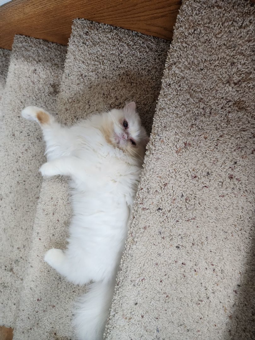 Sugar, Adopted, Young Female Persian.