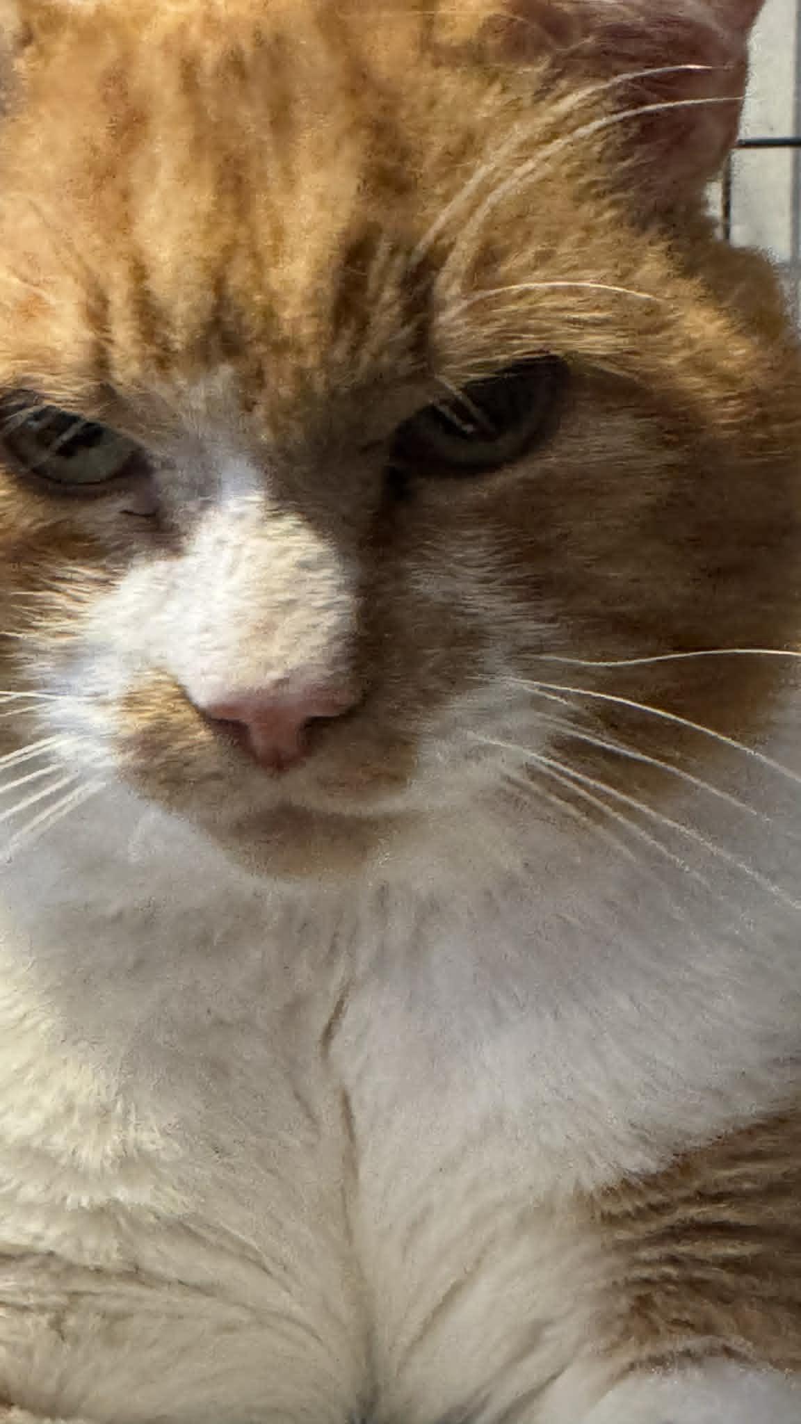 Oliver, Adoptable, Young Male Domestic Short Hair.