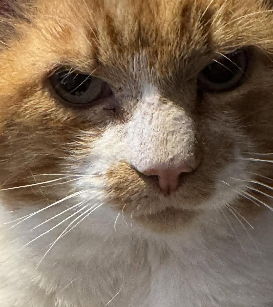 Oliver, a Adoptable Domestic Short Hair in Orleans, ON image 2/3