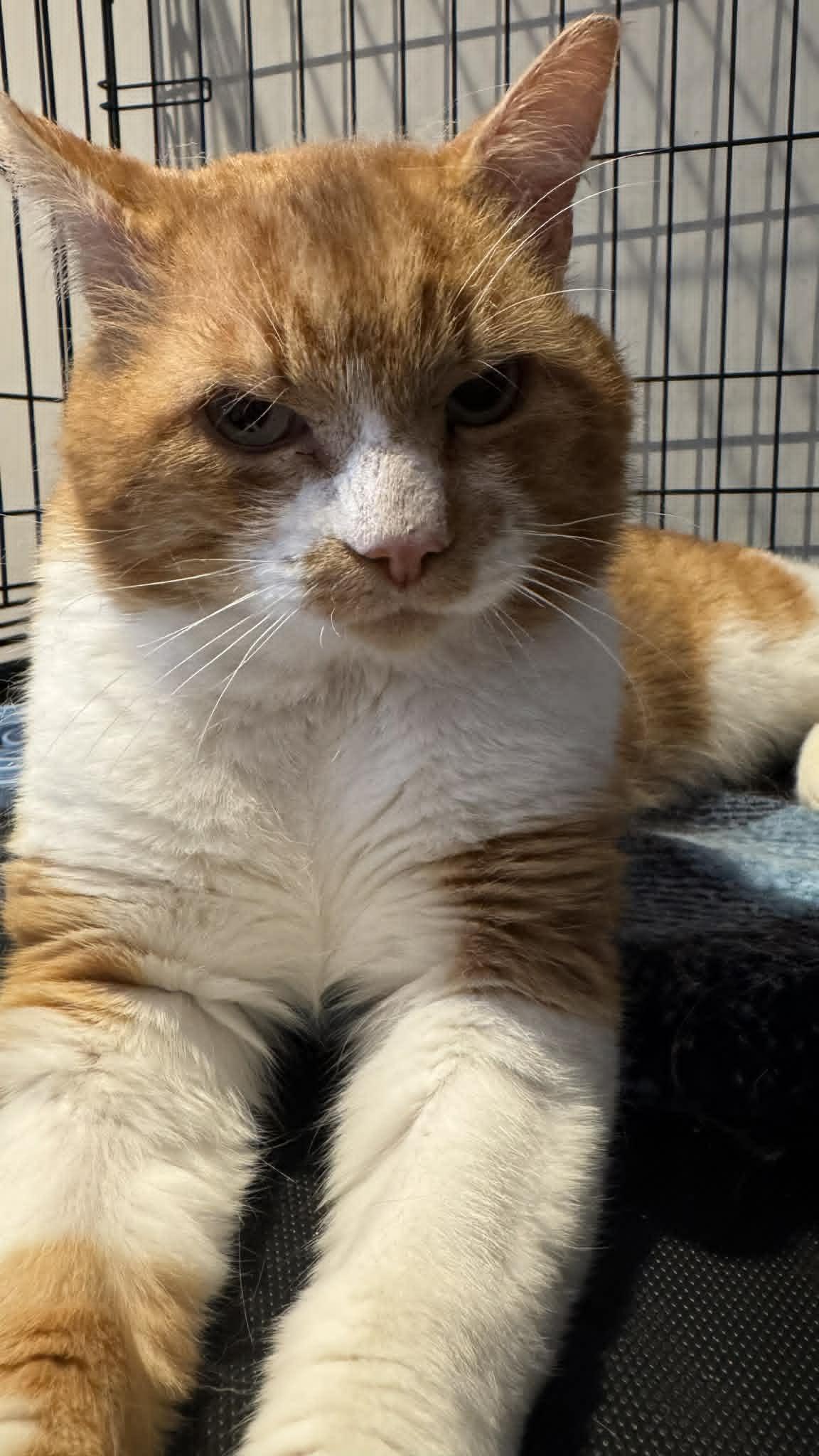 Oliver, a Adoptable Domestic Short Hair in Orleans, ON image 3/3