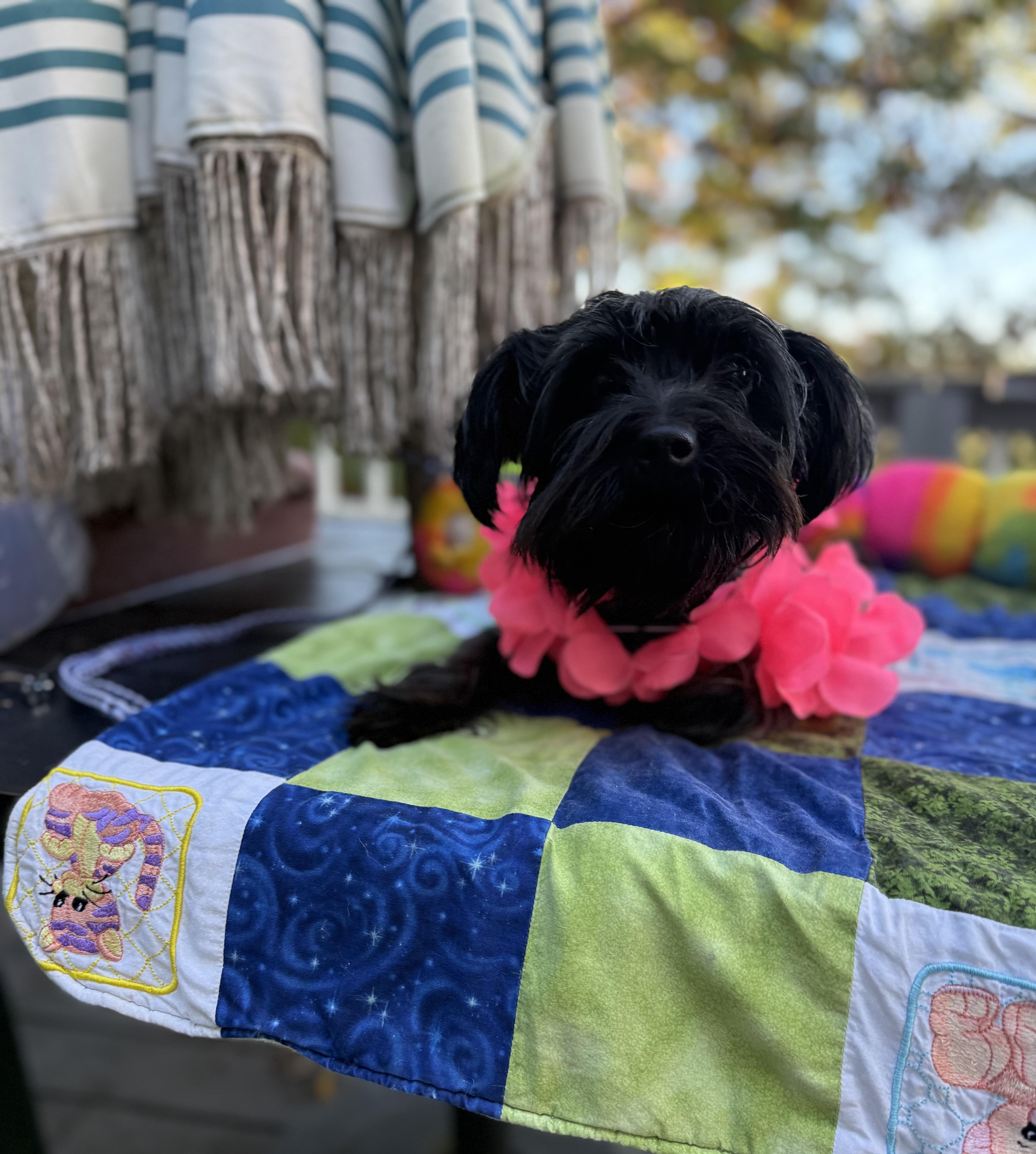 Enlarge Luna, a Adoptable mixed breed in White Lake, MI image 3/4