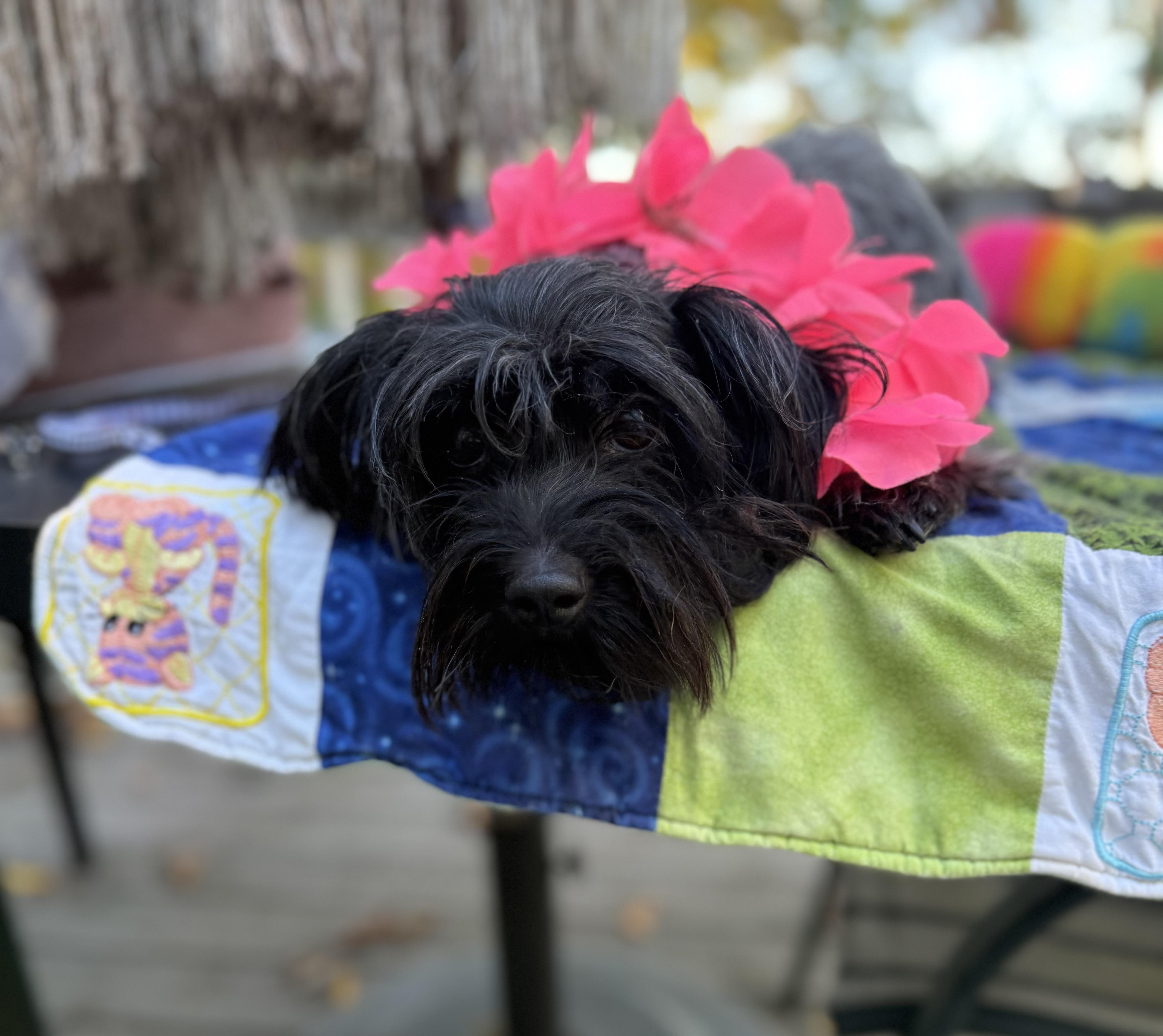 Enlarge Luna, a Adoptable mixed breed in White Lake, MI image 4/4