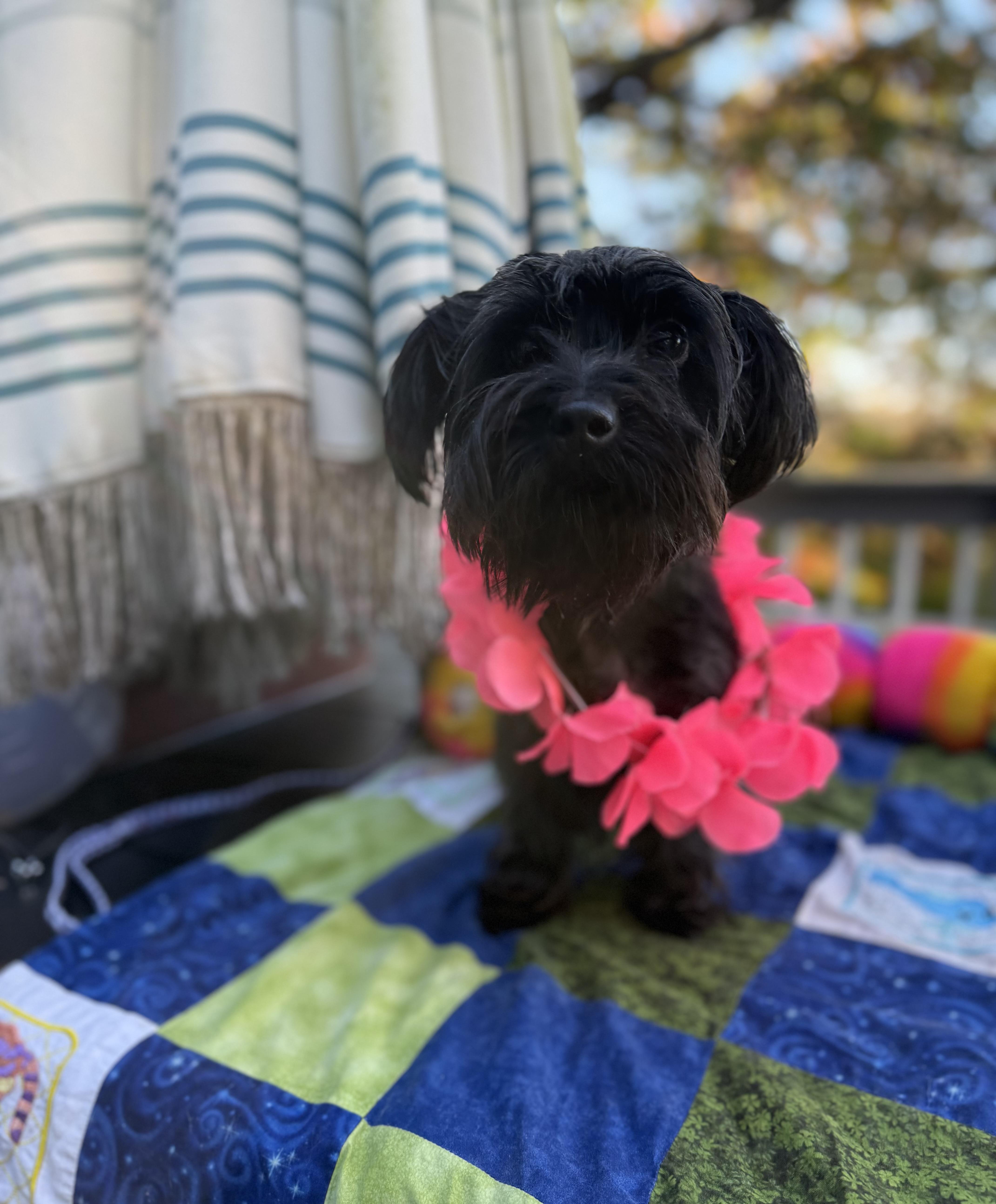 Enlarge Luna, a Adoptable mixed breed in White Lake, MI image 2/4