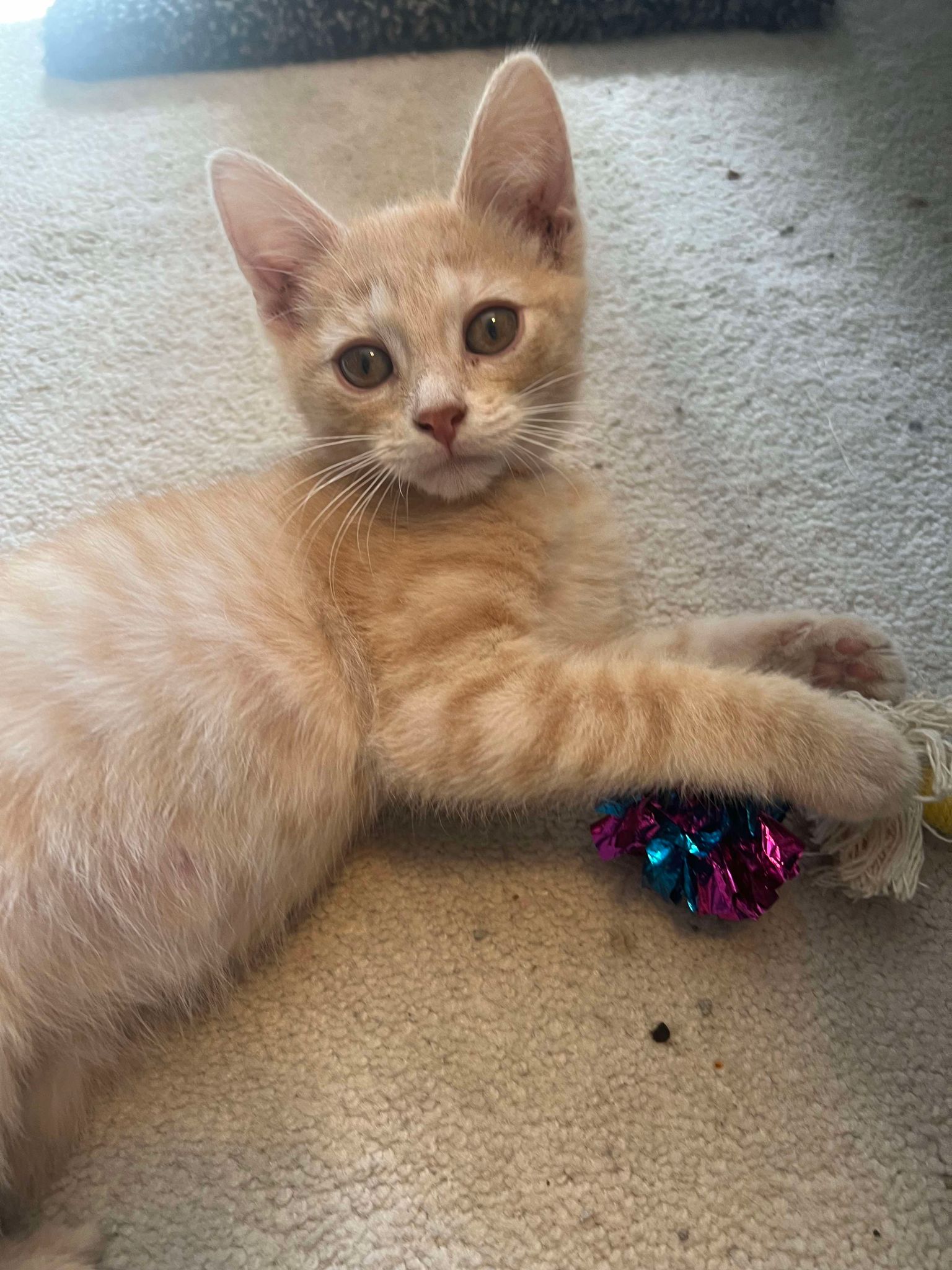 Cat for adoption Tobie, a Domestic Short Hair in Olivet, MI Petfinder