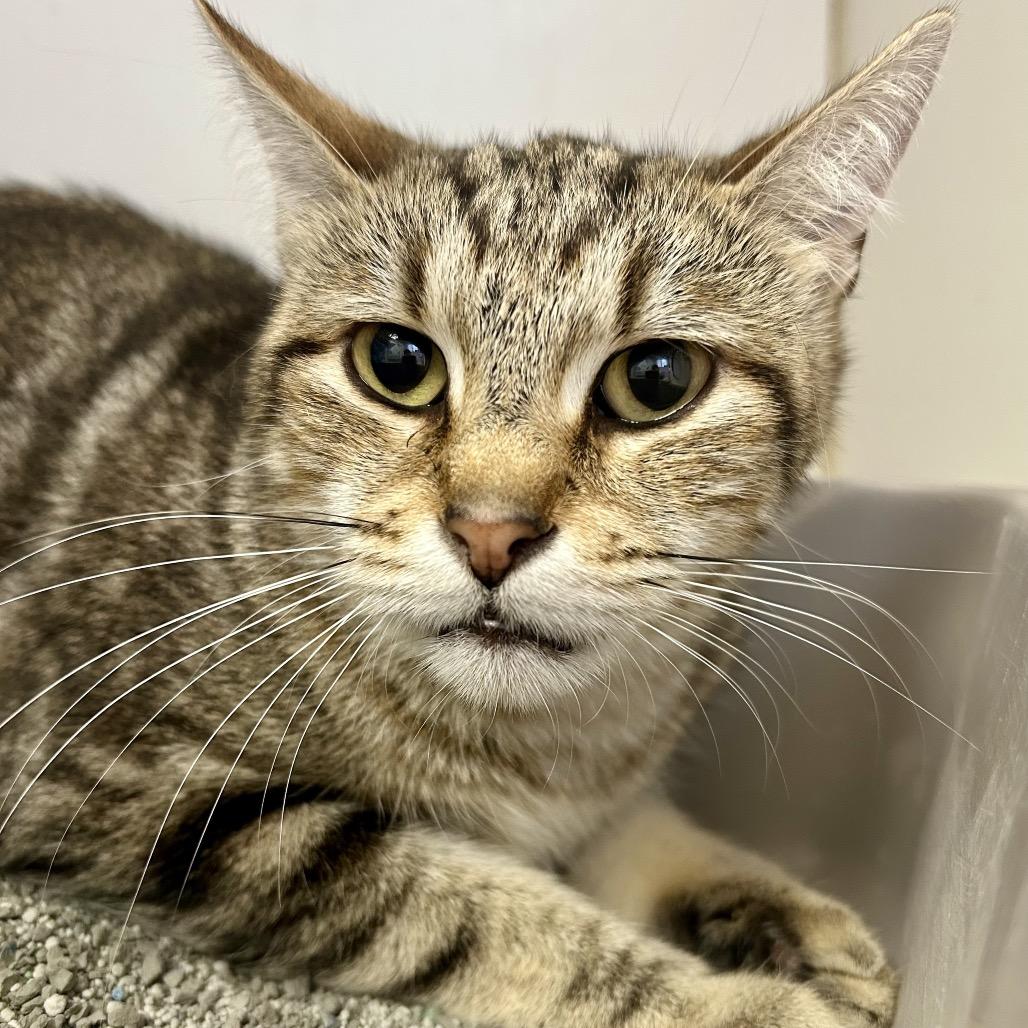 Rolly, Adoptable, Adult Female Domestic Short Hair.