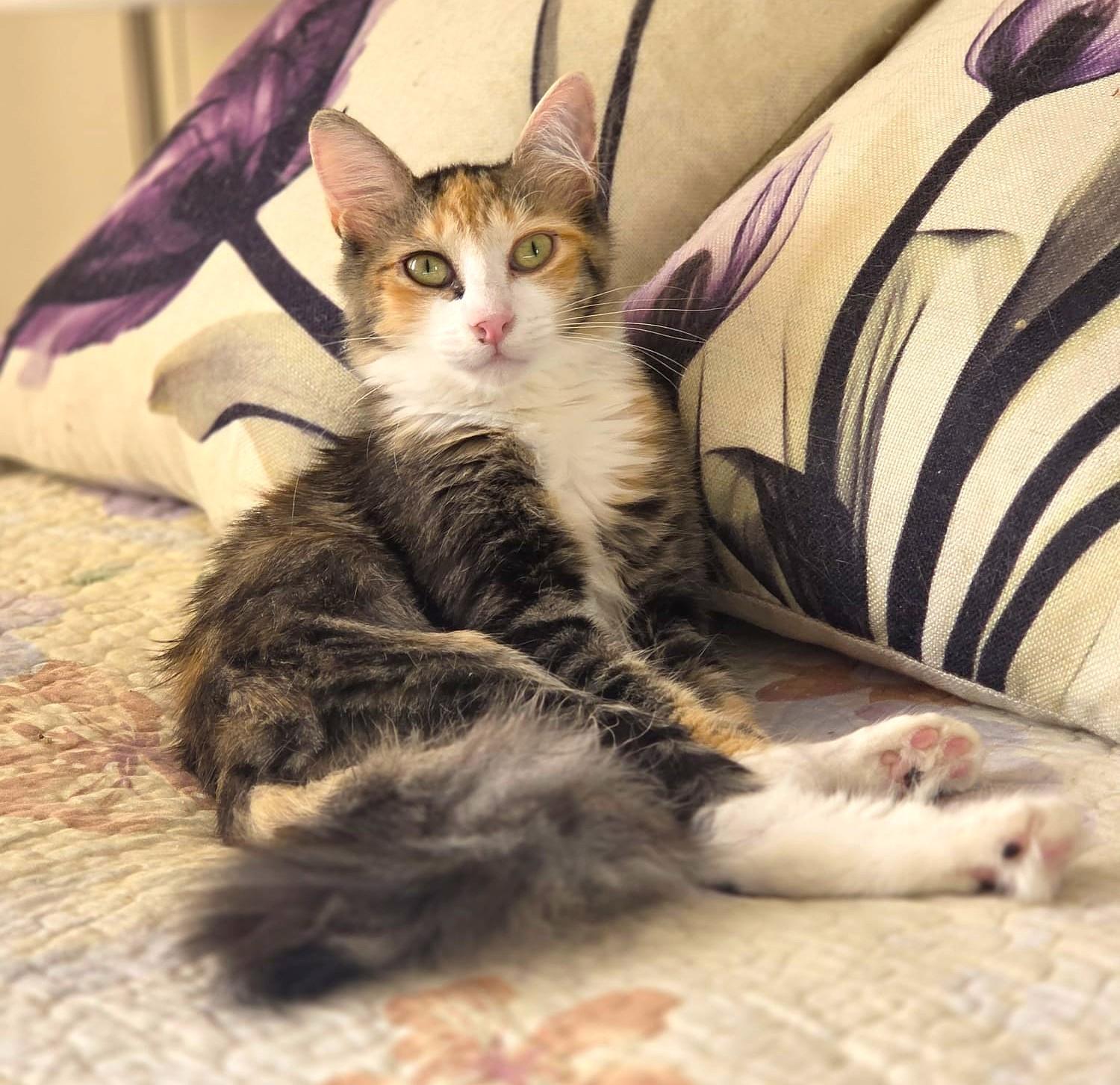 Laila, Adoptable, Kitten Female Norwegian Forest Cat.